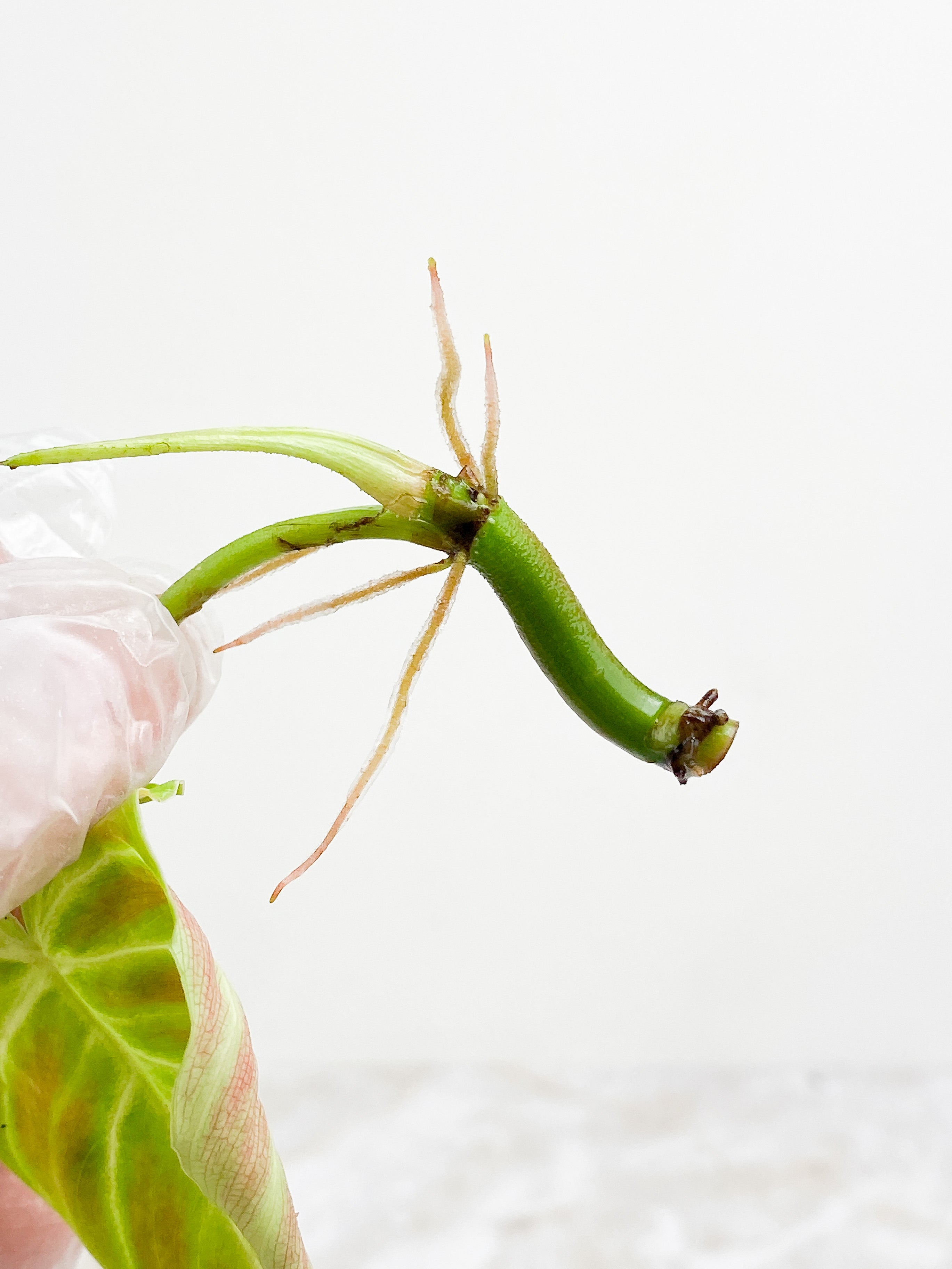 Philodendron verrucosum Cobra rooting top cutting