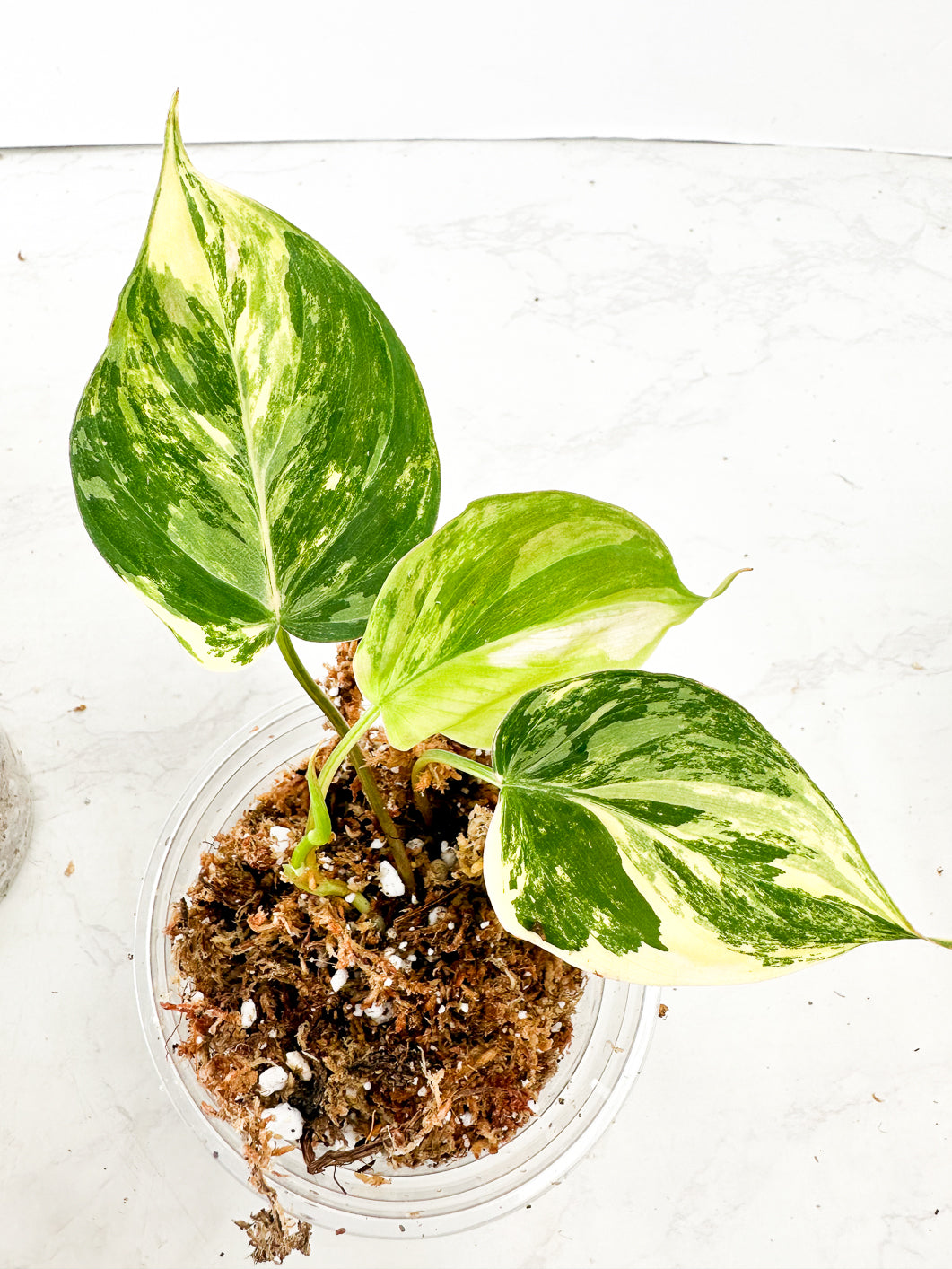 Philondendron Micans Aurea Variegated Rooting 1 leaf 1 sprout