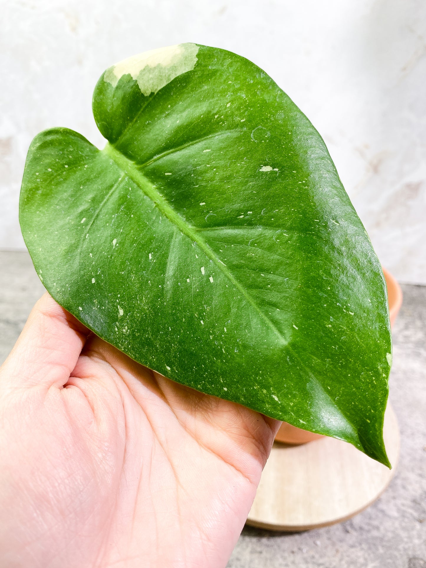 Monstera Thai Constellation 2 leaves Rooting top cutting