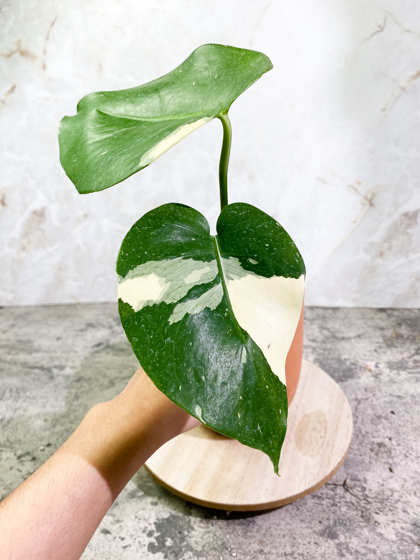 Monstera Thai Constellation 2 leaves Rooting top cutting
