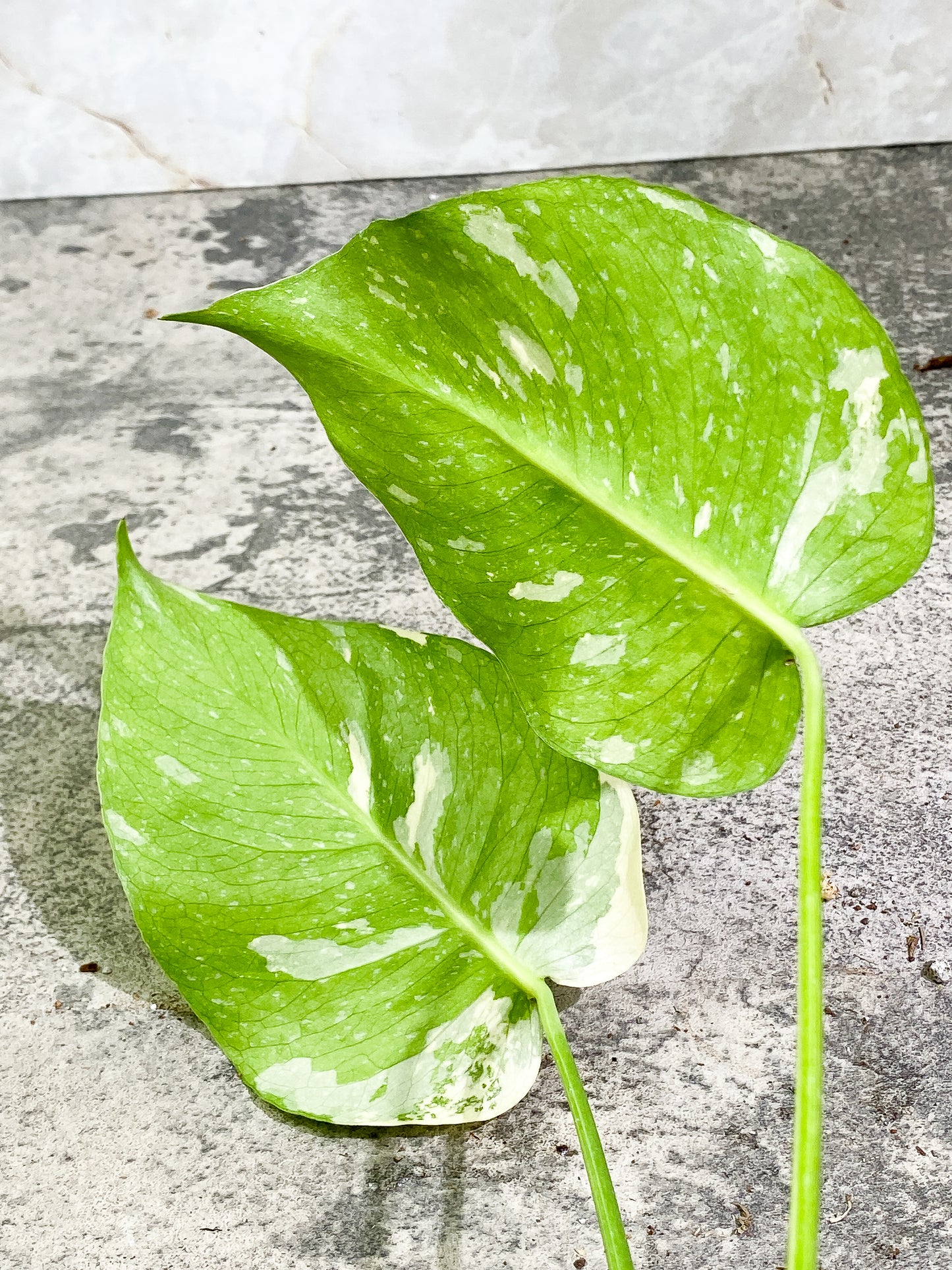 Monstera Thai Constellation 2 leaves 1 sprout Rooting top cutting