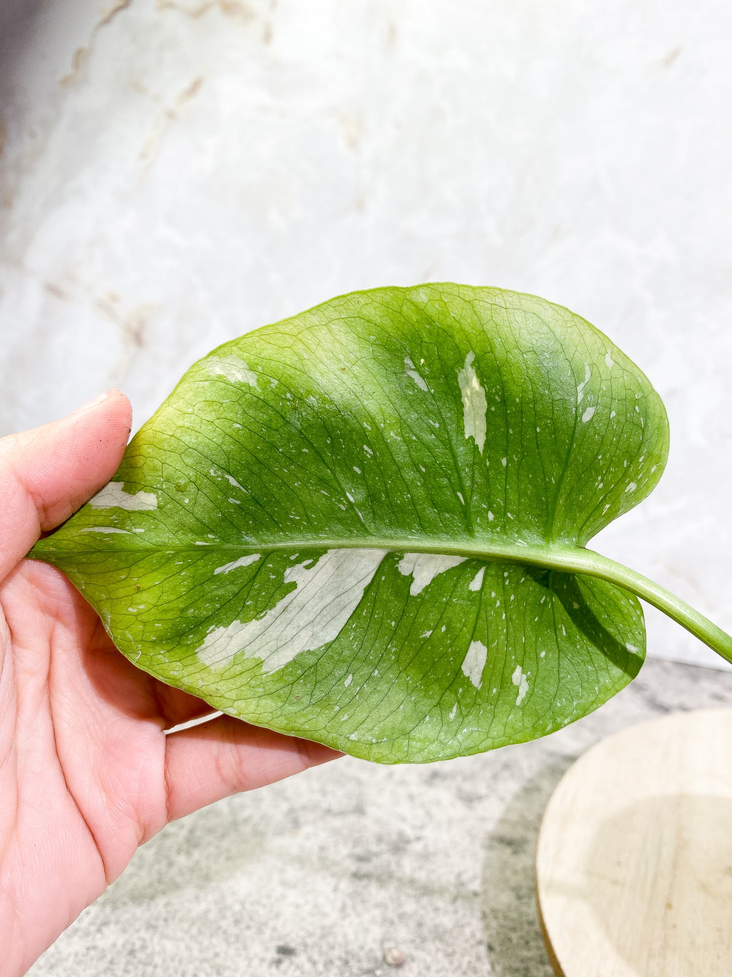 Monstera Thai Constellation 1 leaf Rooting