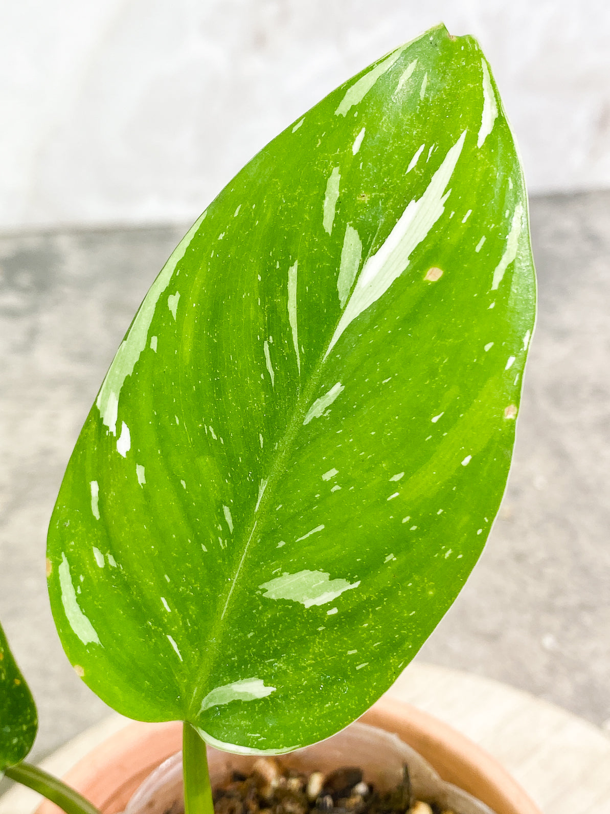 Philodendron White Princess 4 leaves rooted top cutting