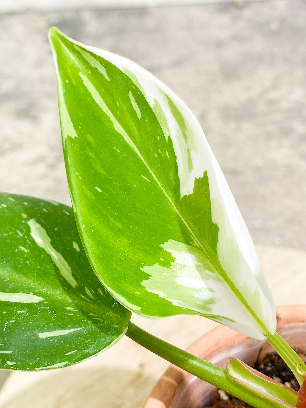 Philodendron White Princess 4 leaves rooted top cutting
