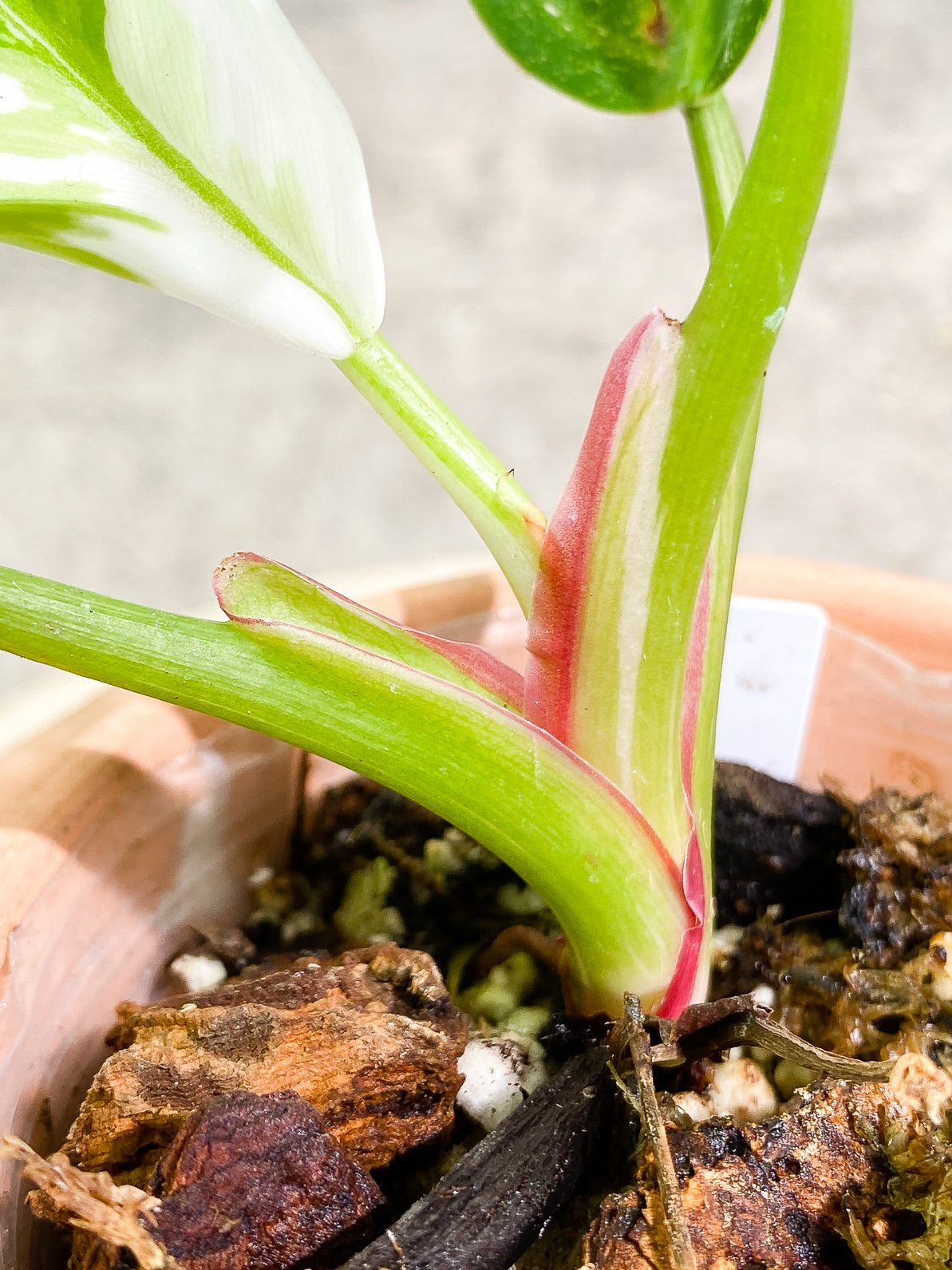 Philodendron White Princess 4 leaves rooted top cutting