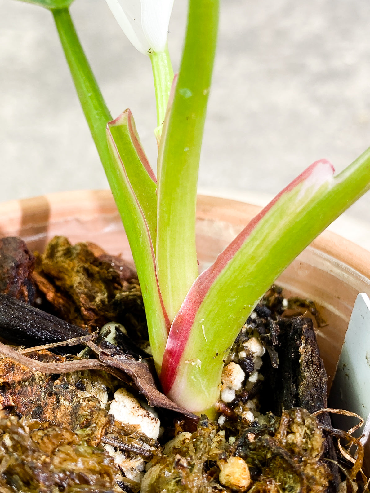 Philodendron White Princess 4 leaves rooted top cutting