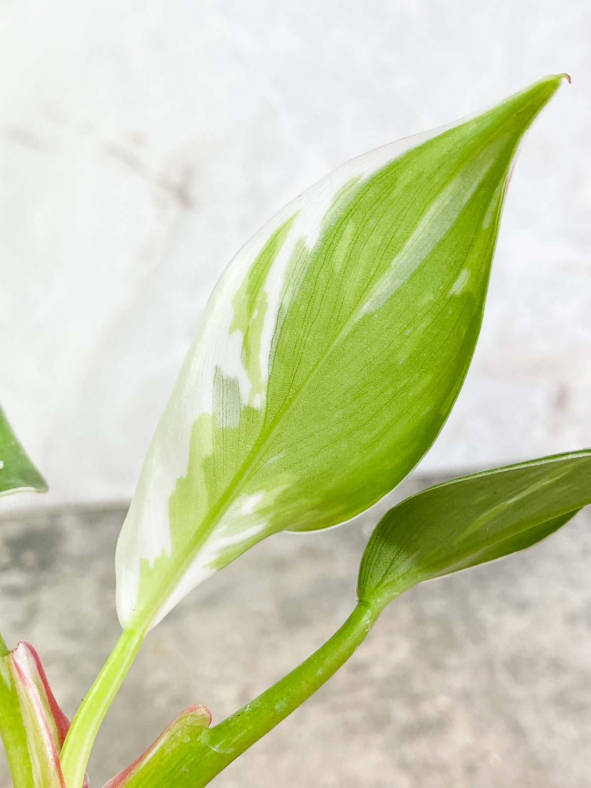 Philodendron White Princess 4 leaves rooted top cutting