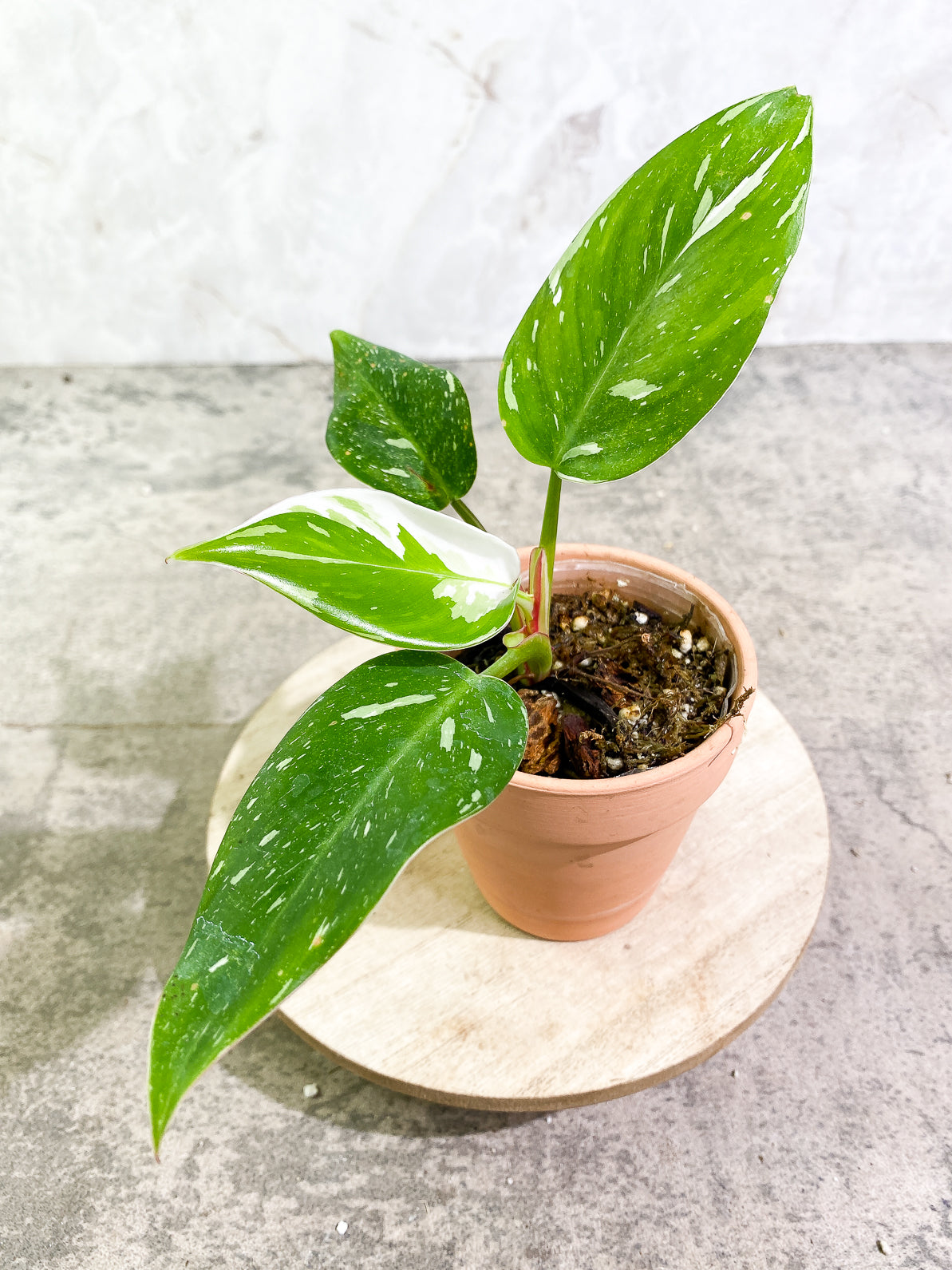 Philodendron White Princess 4 leaves rooted top cutting