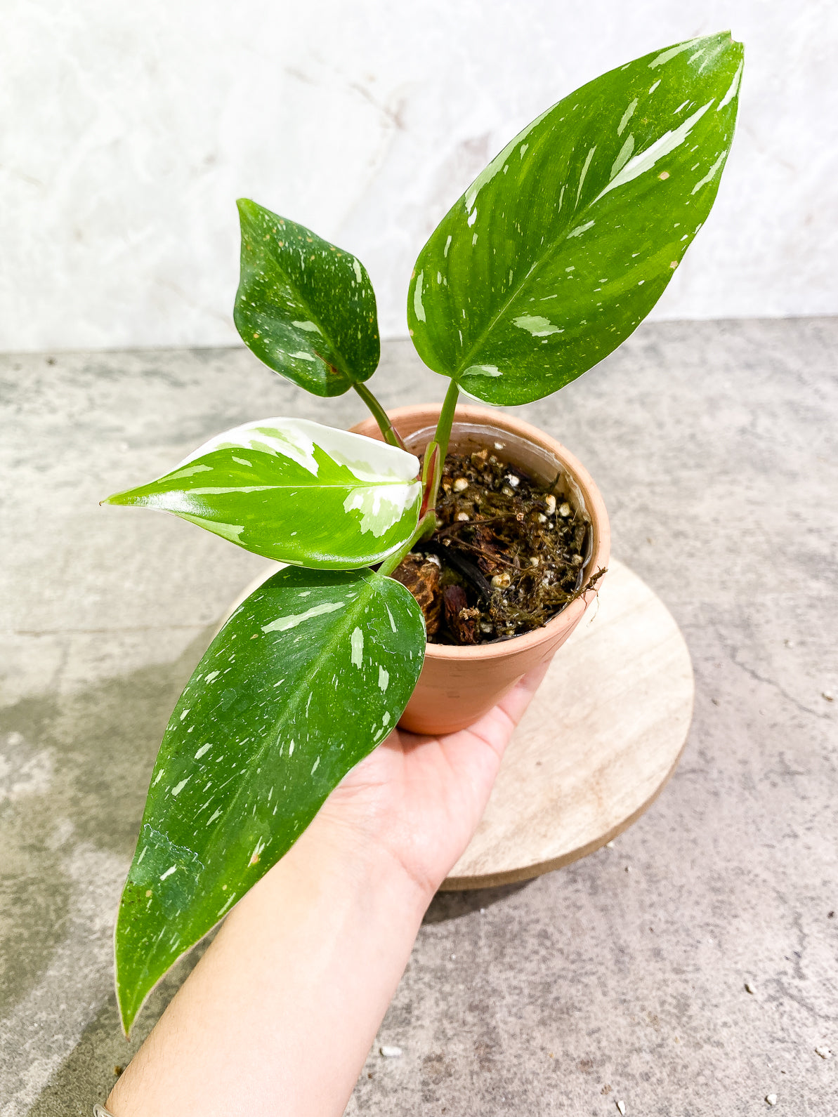 Philodendron White Princess 4 leaves rooted top cutting