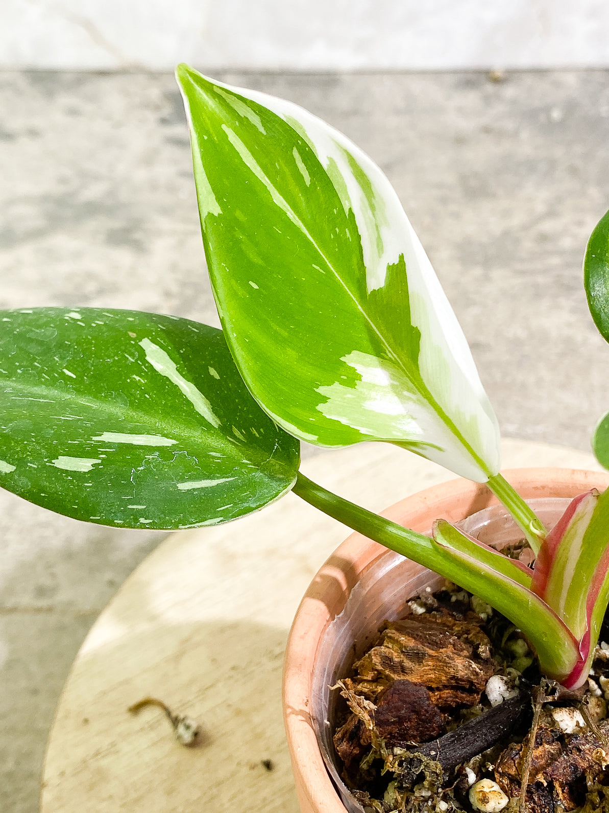 Philodendron White Princess 4 leaves rooted top cutting