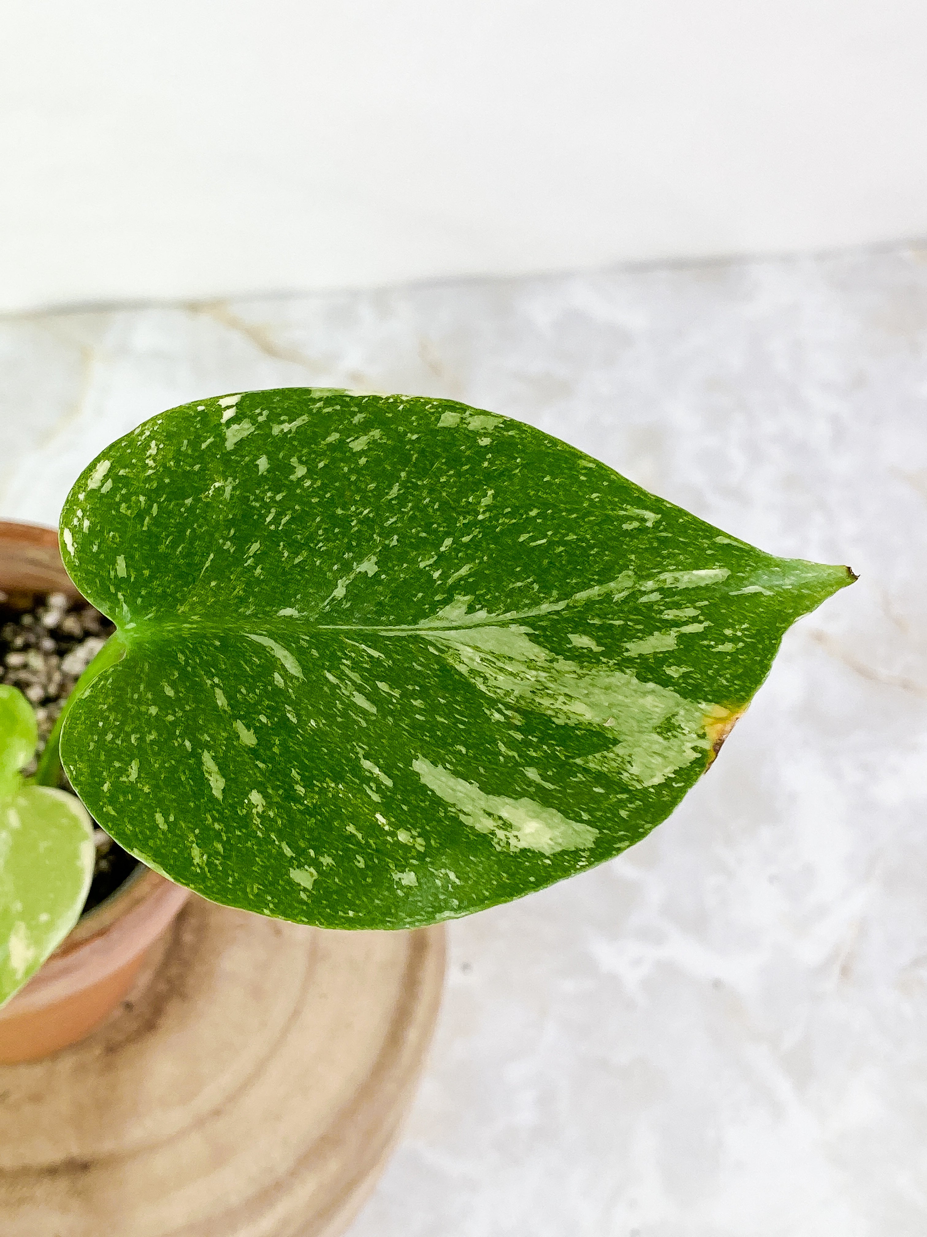Monstera Thai 3 leaves Slightly Rooted Top Cutting