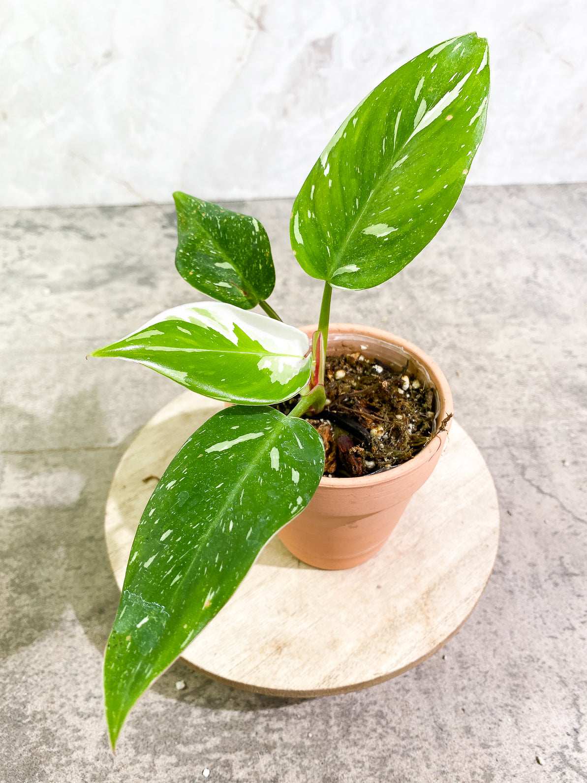 Philodendron White Princess 4 leaves rooted top cutting