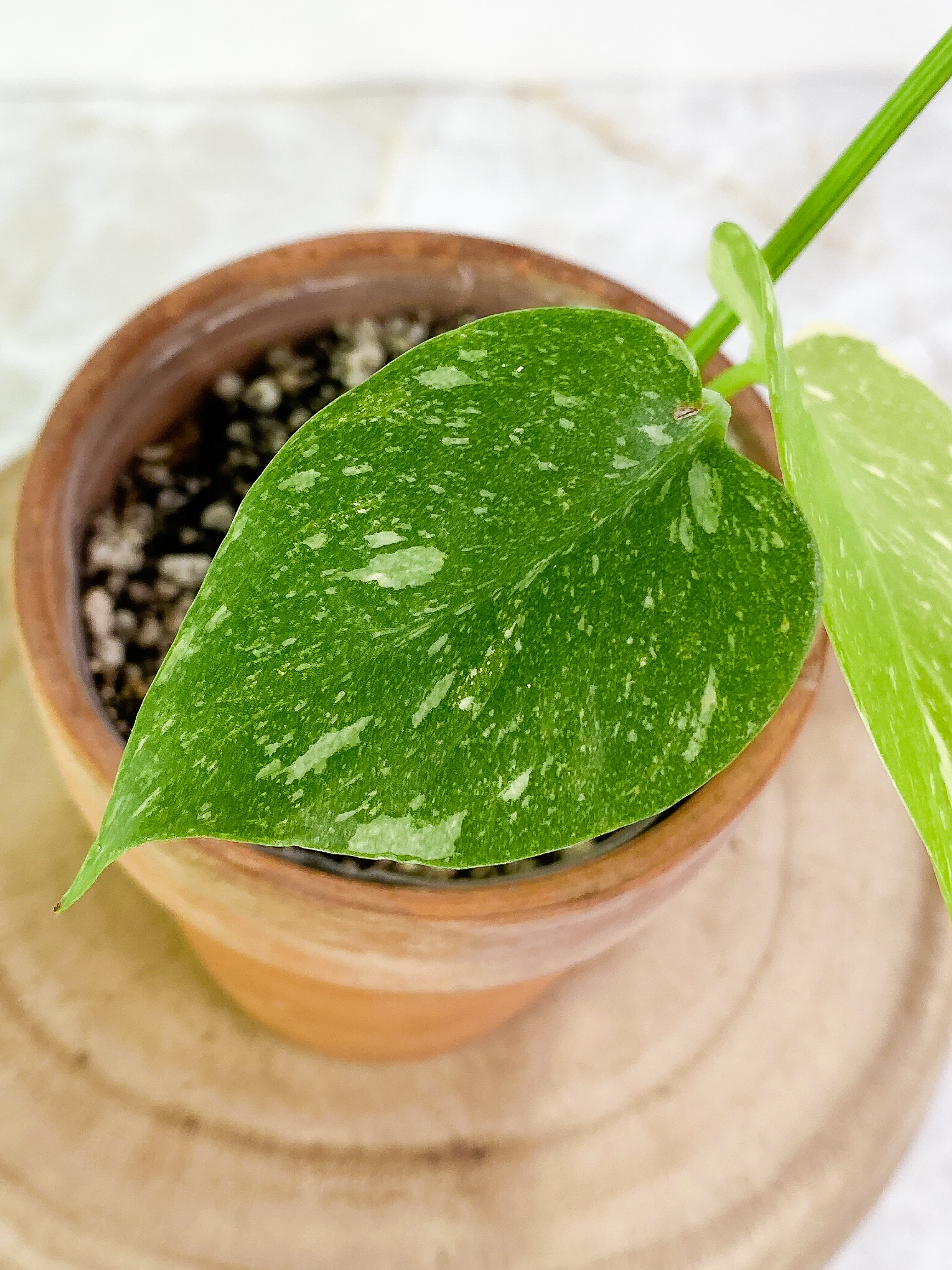 Monstera Thai 3 leaves Slightly Rooted Top Cutting