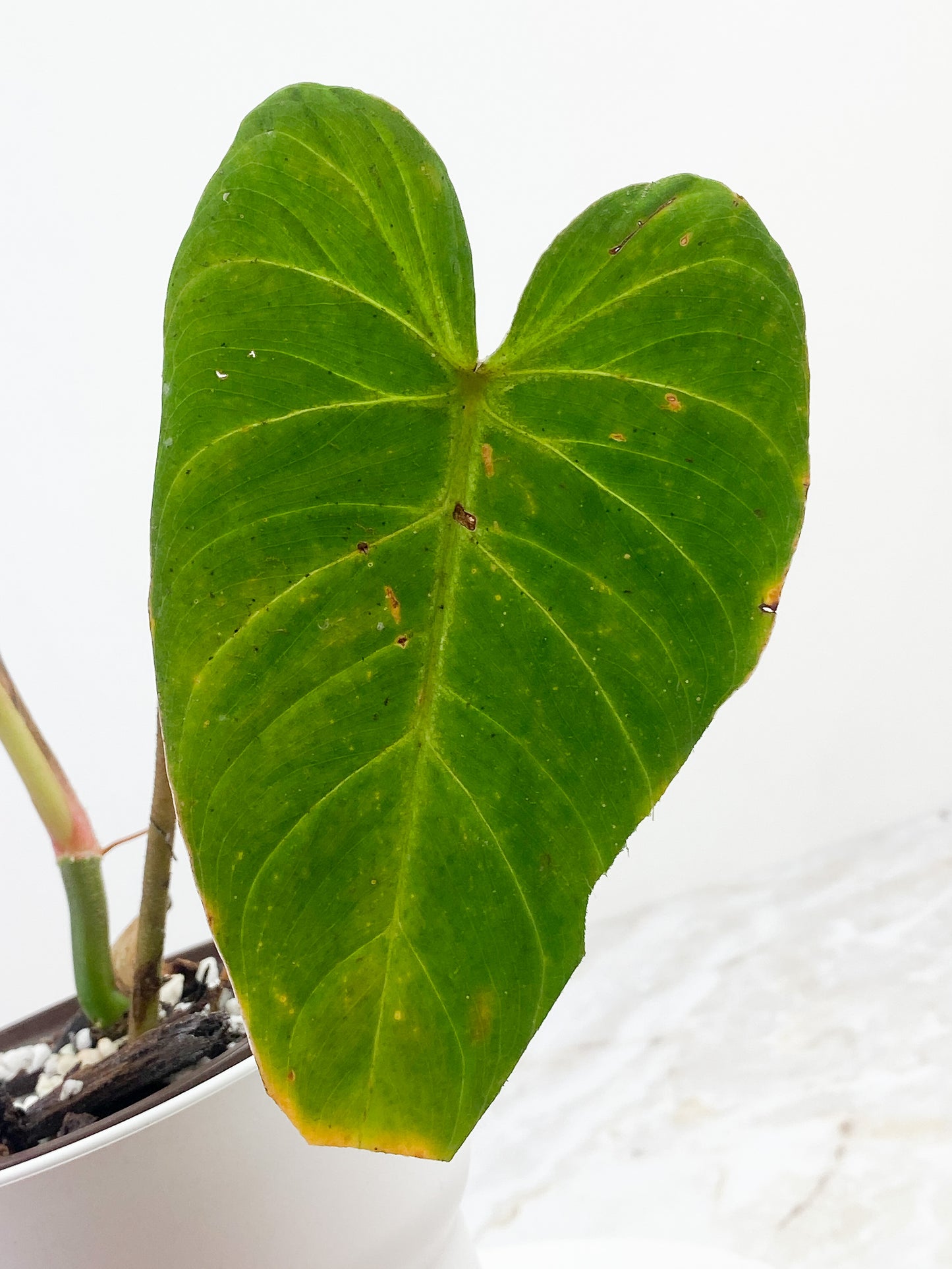 Philodendron verrucosum carmin Rooted