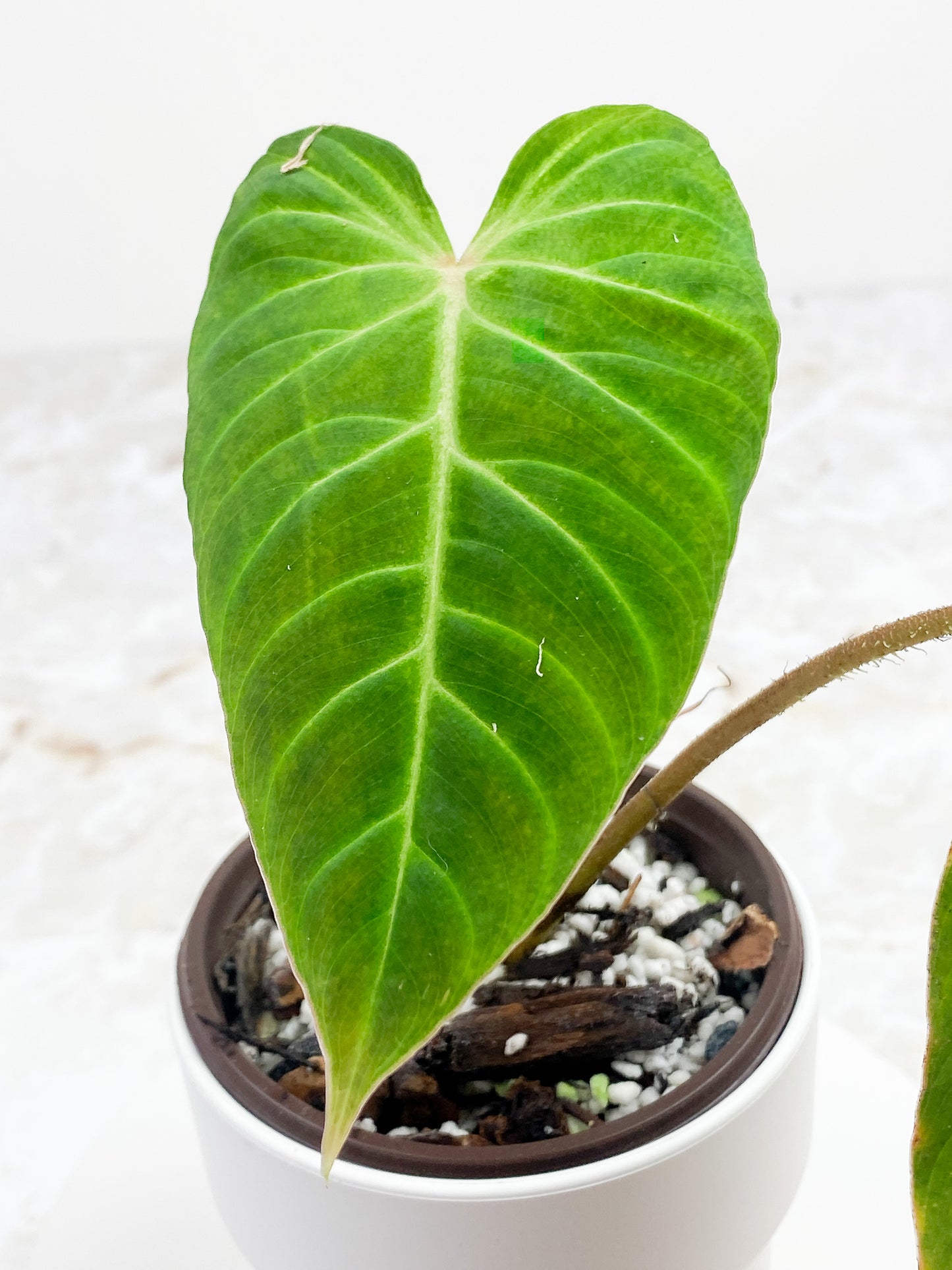 Philodendron verrucosum carmin Rooted
