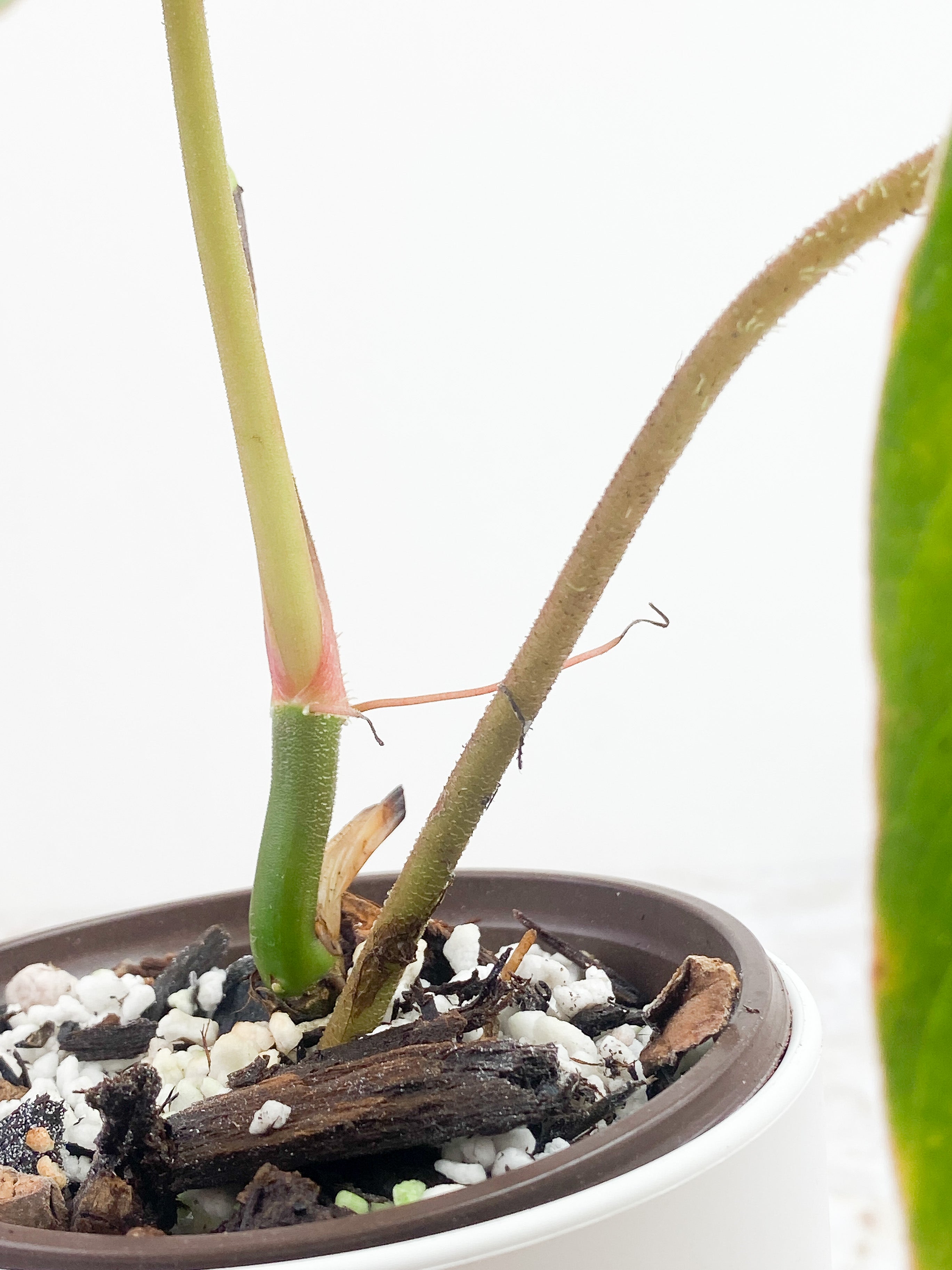 Philodendron verrucosum carmin Rooted