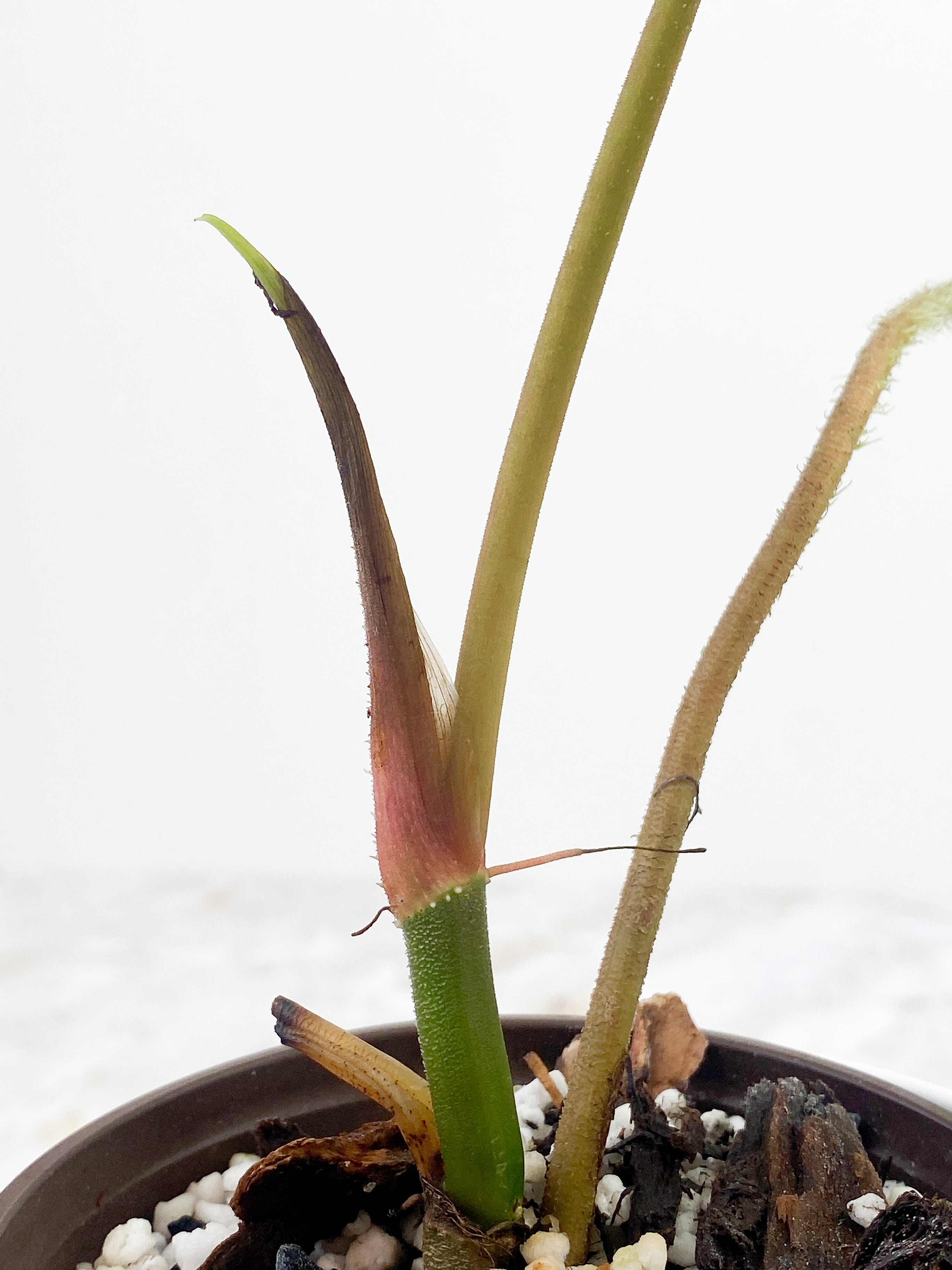 Philodendron verrucosum carmin Rooted