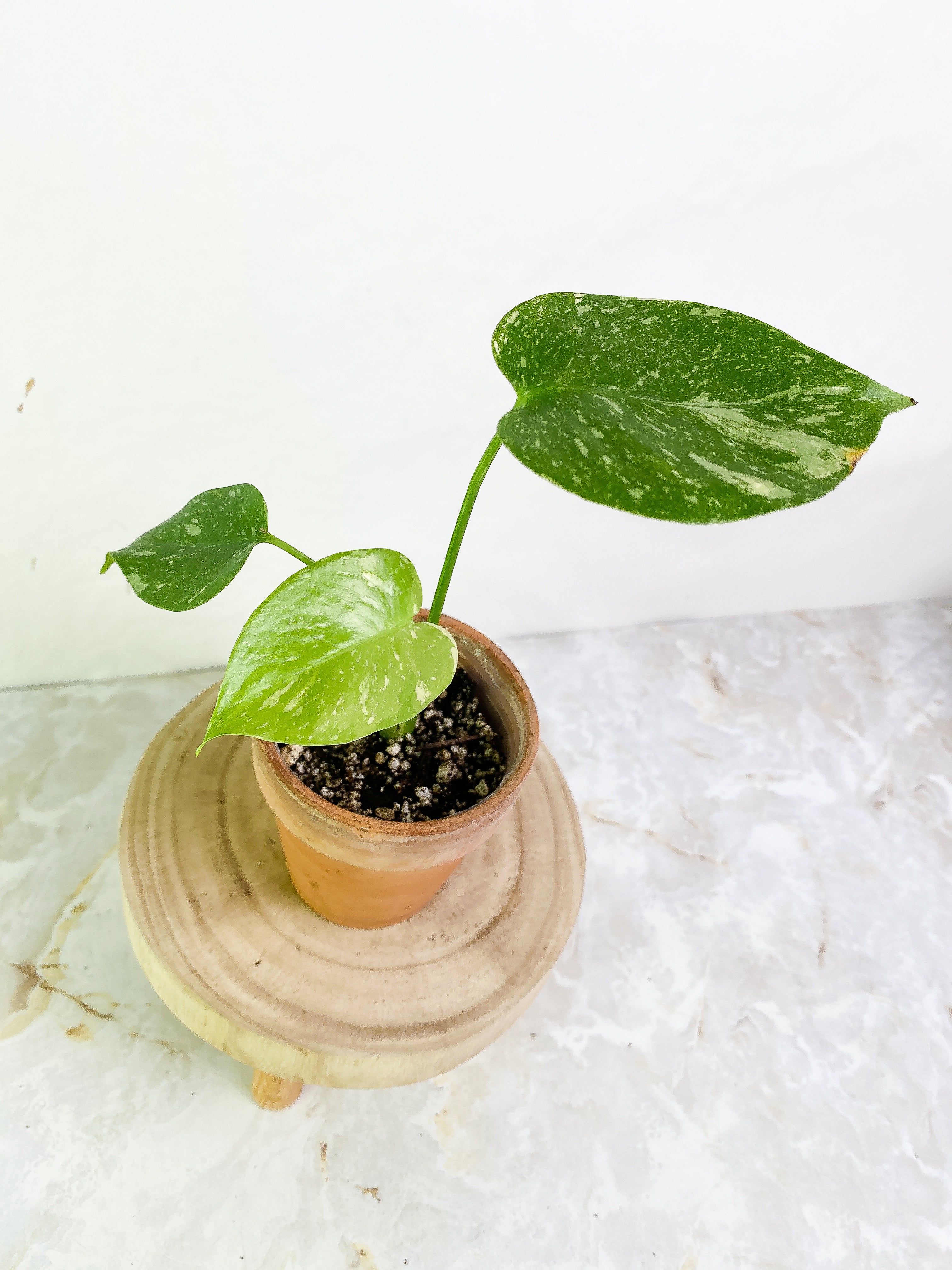 Monstera Thai 3 leaves Slightly Rooted Top Cutting