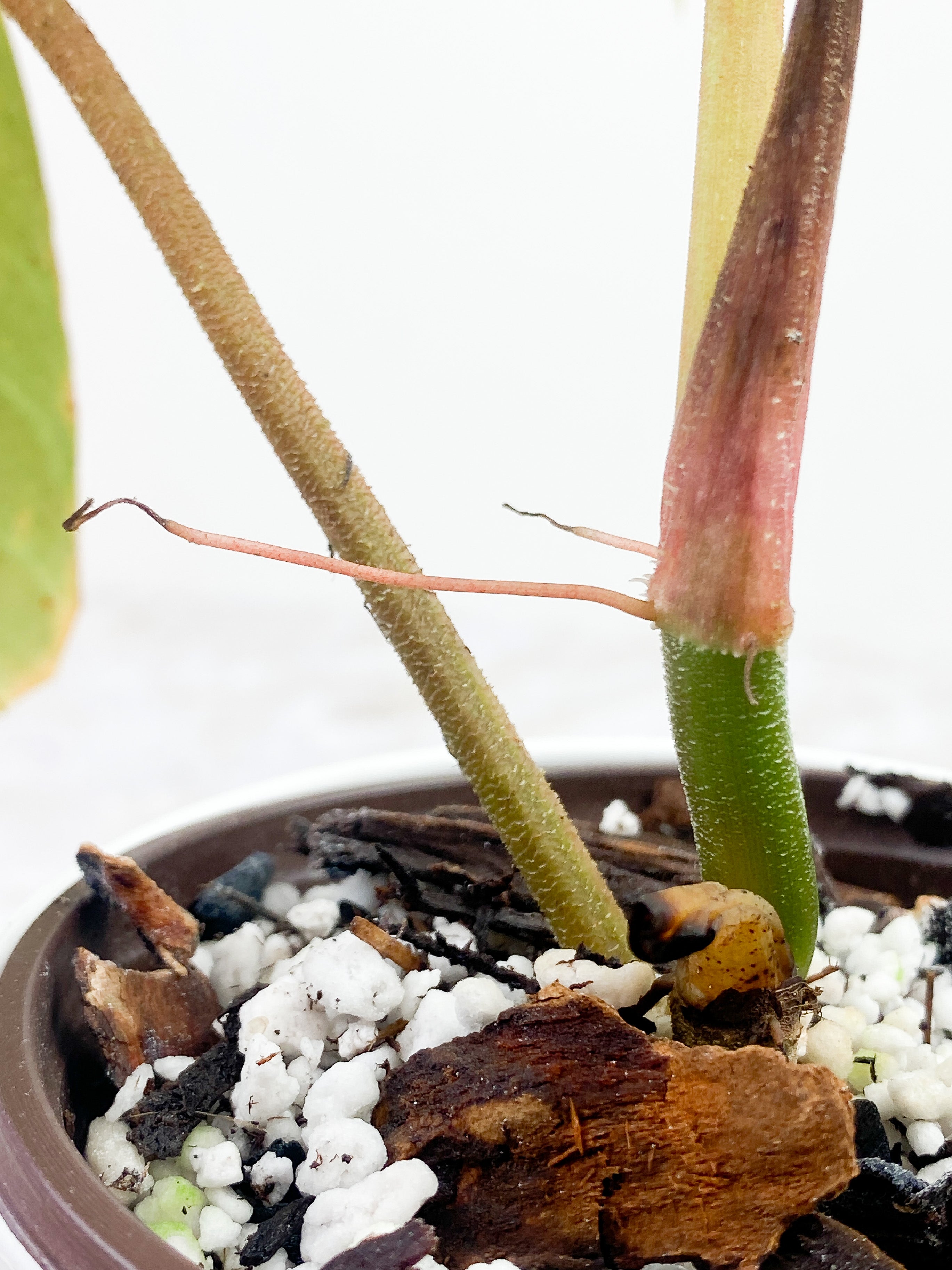 Philodendron verrucosum carmin Rooted