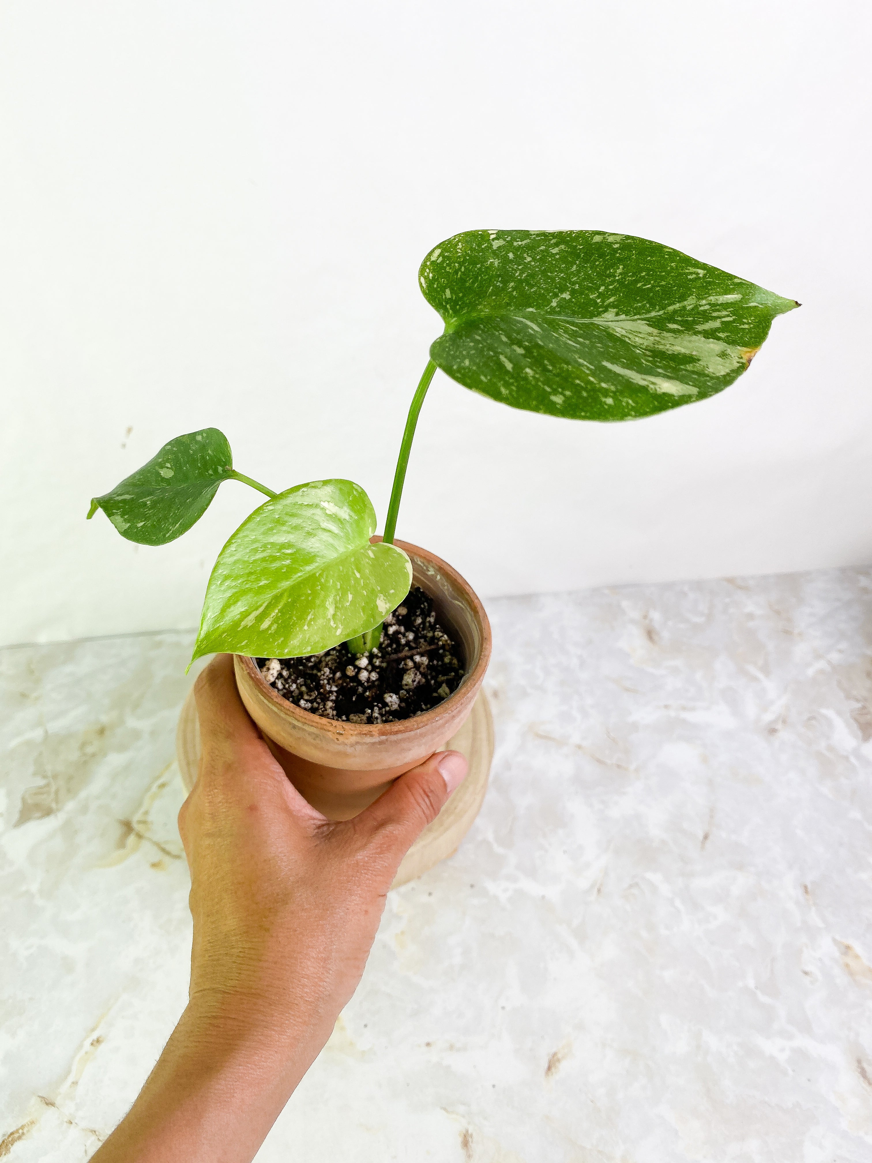 Monstera Thai 3 leaves Slightly Rooted Top Cutting