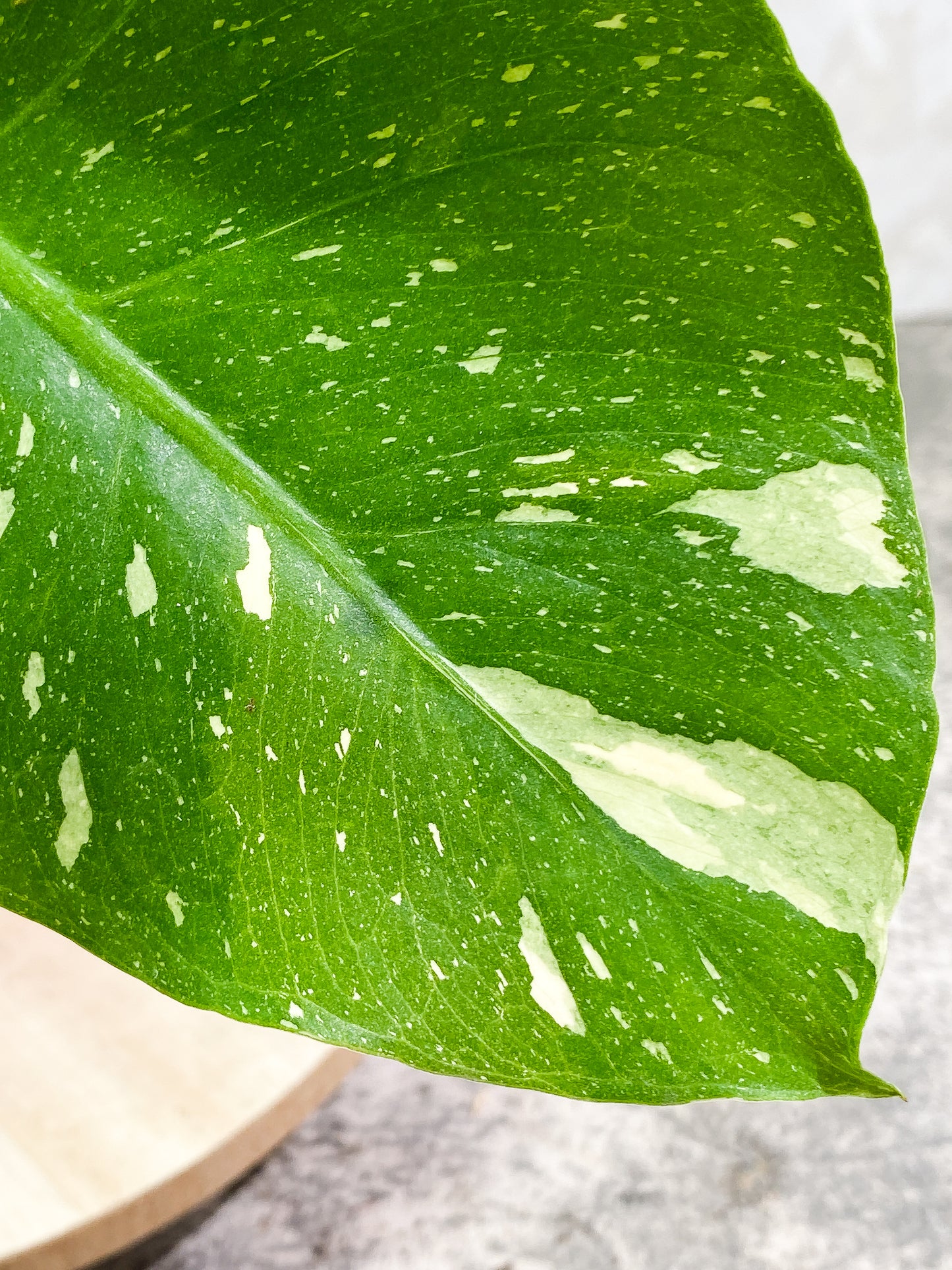 Monstera Thai Constellation 2 leaves 1 sprout Rooting top cutting