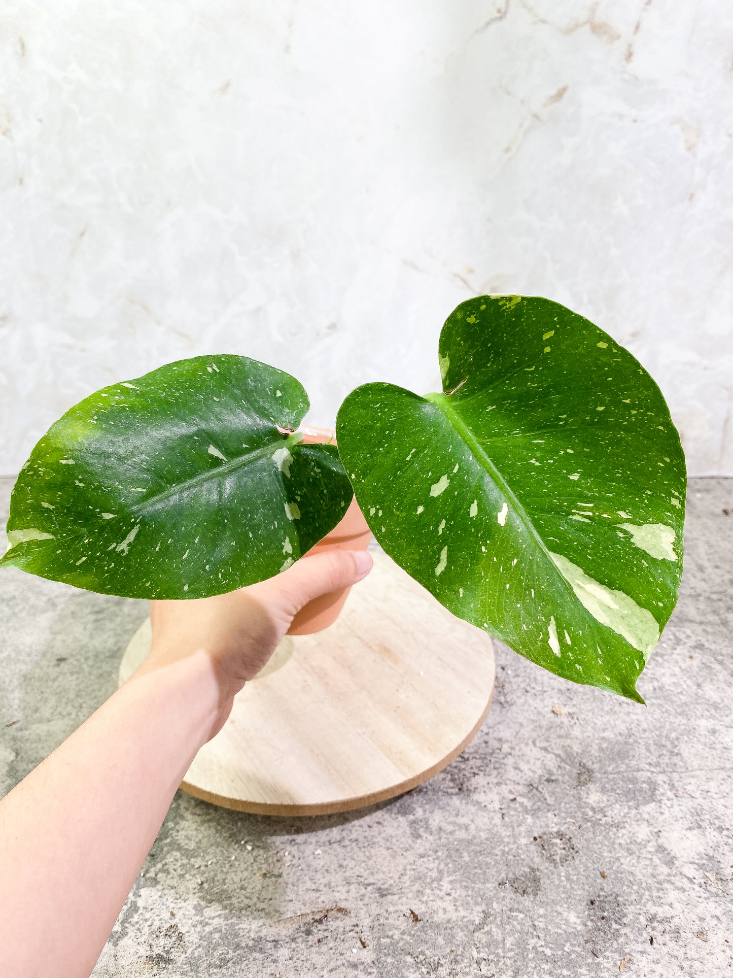 Monstera Thai Constellation 2 leaves 1 sprout Rooting top cutting