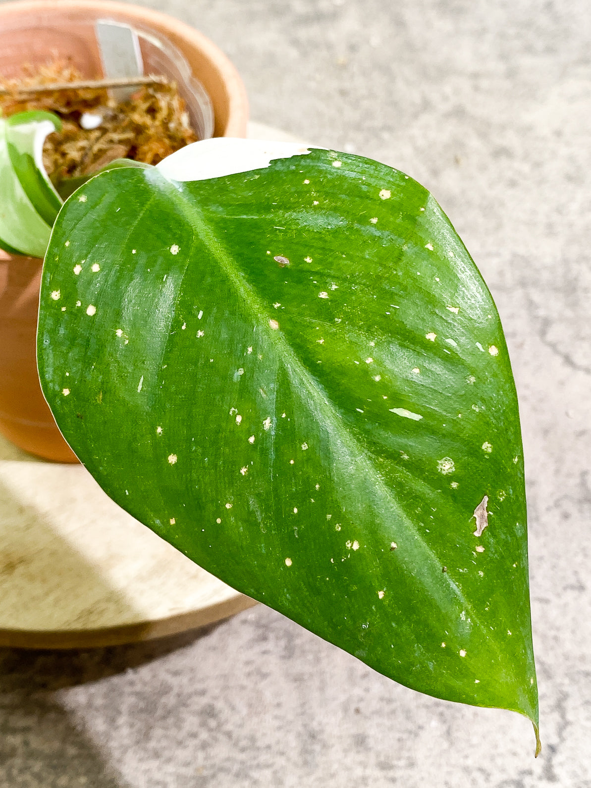 Philodendron White Princess 3 leaves rooted