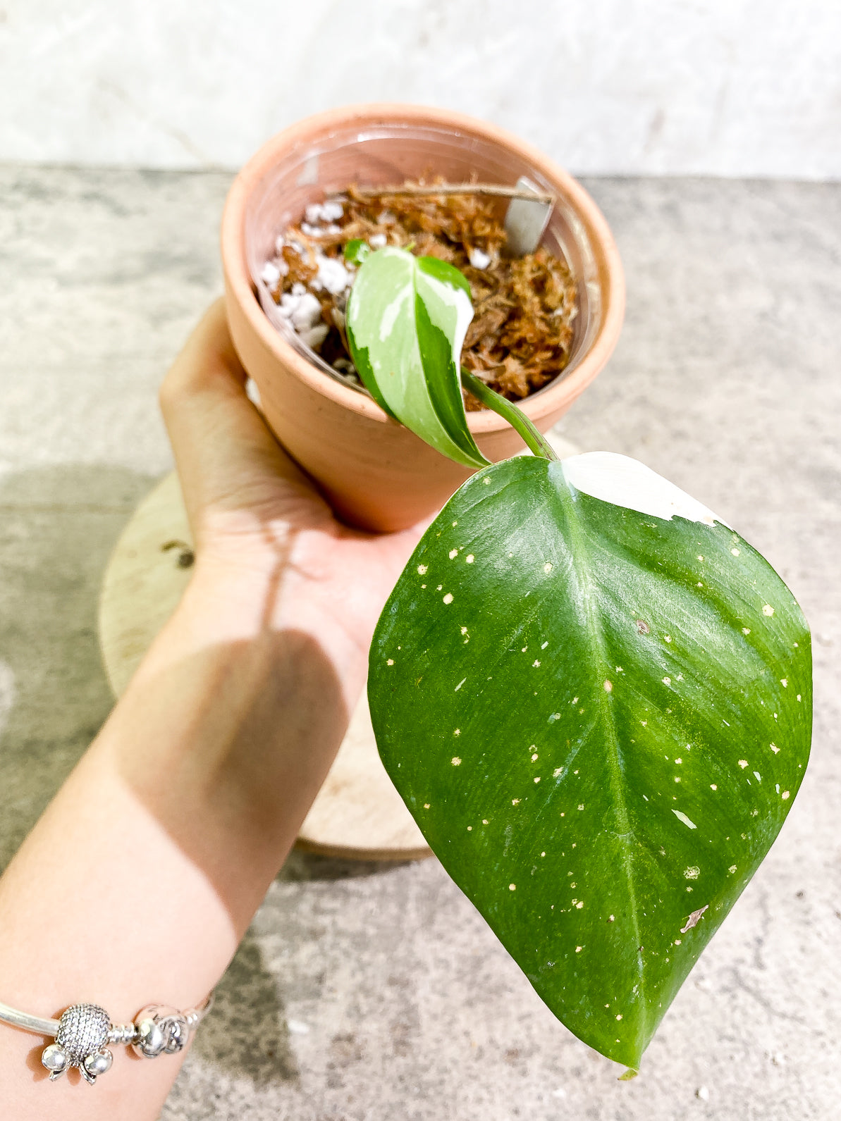 Philodendron White Princess 3 leaves rooted