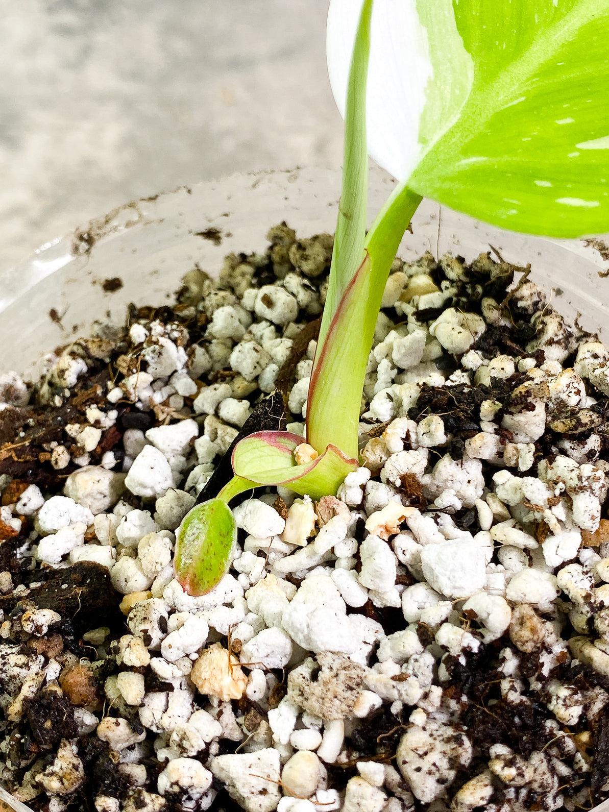 Philodendron White Princess 1 leaf 1 sprout rooted