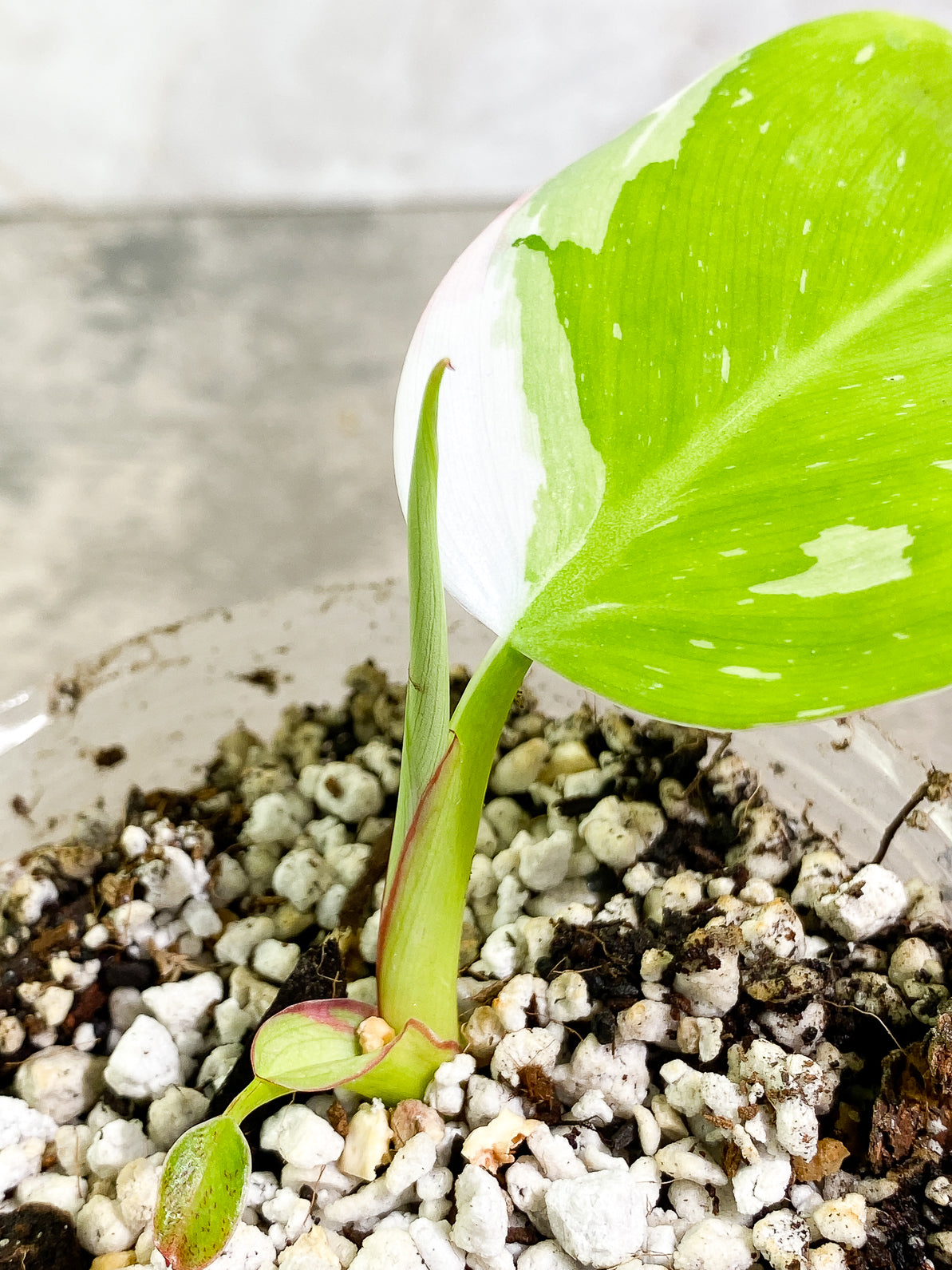 Philodendron White Princess 1 leaf 1 sprout rooted