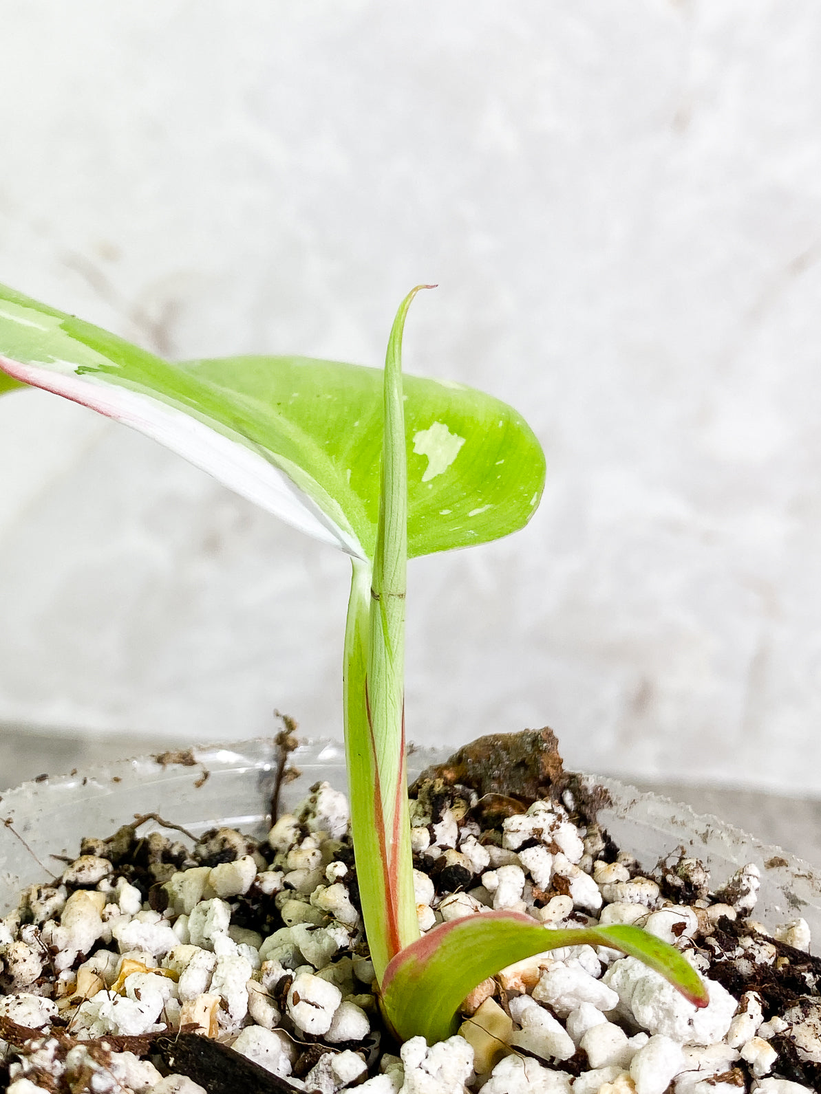 Philodendron White Princess 1 leaf 1 sprout rooted