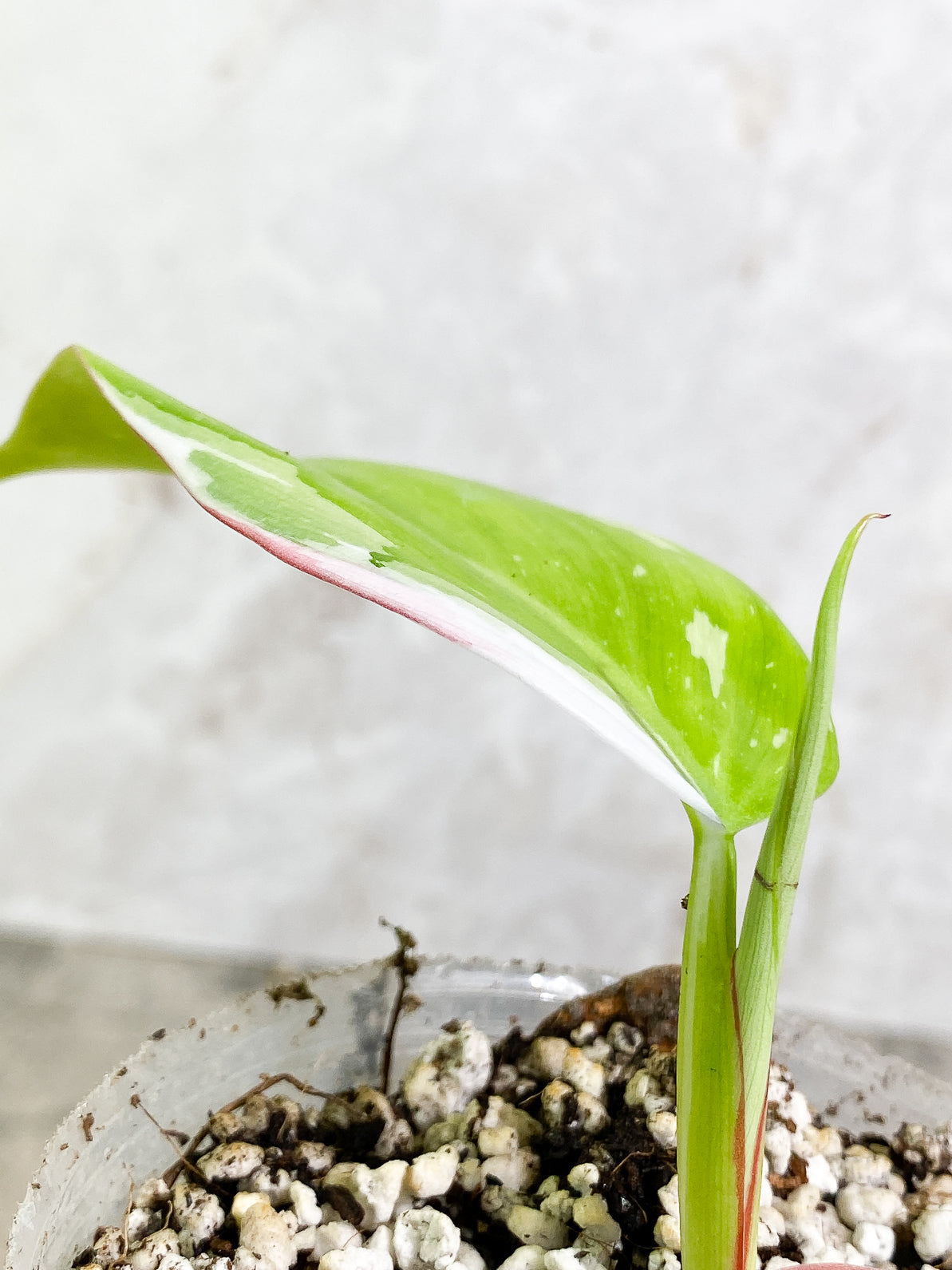 Philodendron White Princess 1 leaf 1 sprout rooted