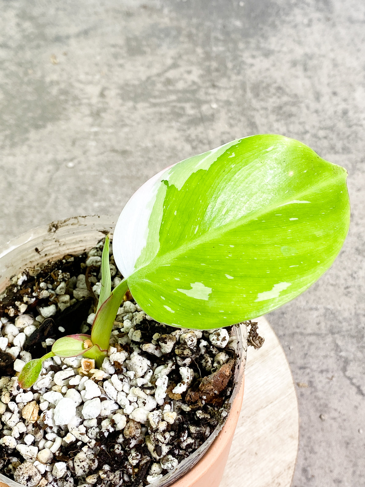 Philodendron White Princess 1 leaf 1 sprout rooted