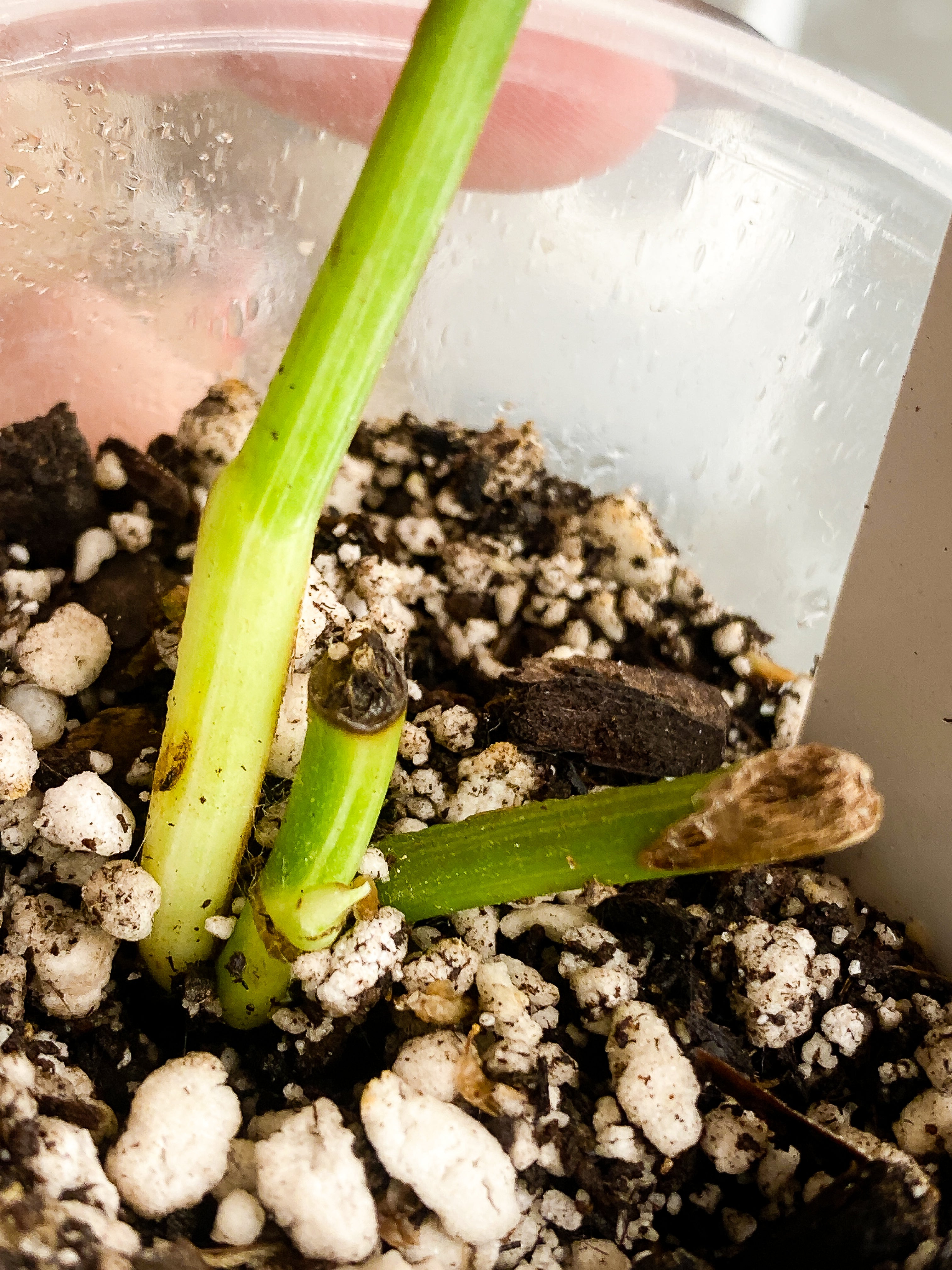 Anthurium 2 leaves slightly rooted