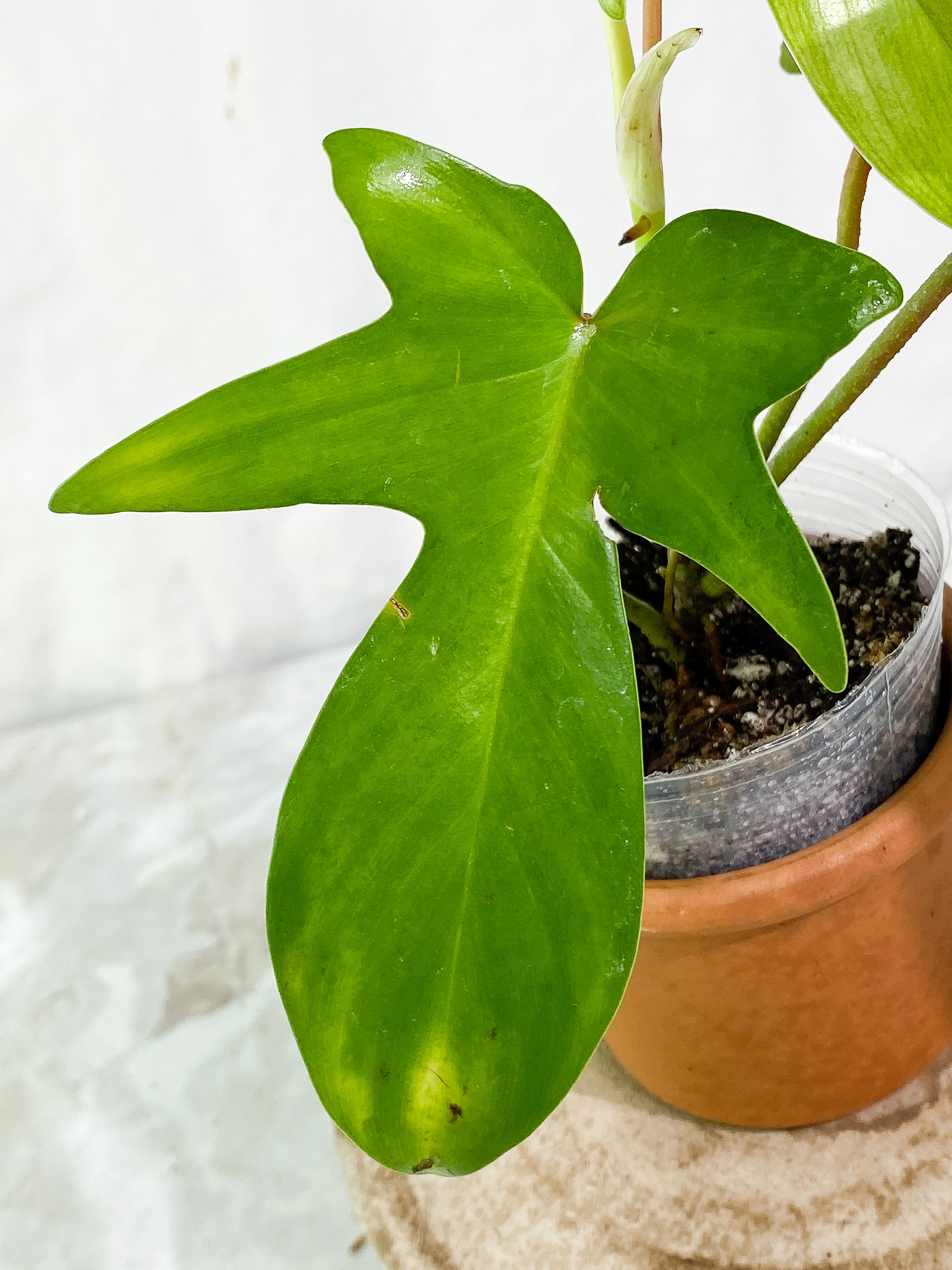 Philodendron florida ghost mint variegated 3 leaves 1 sprout rooted