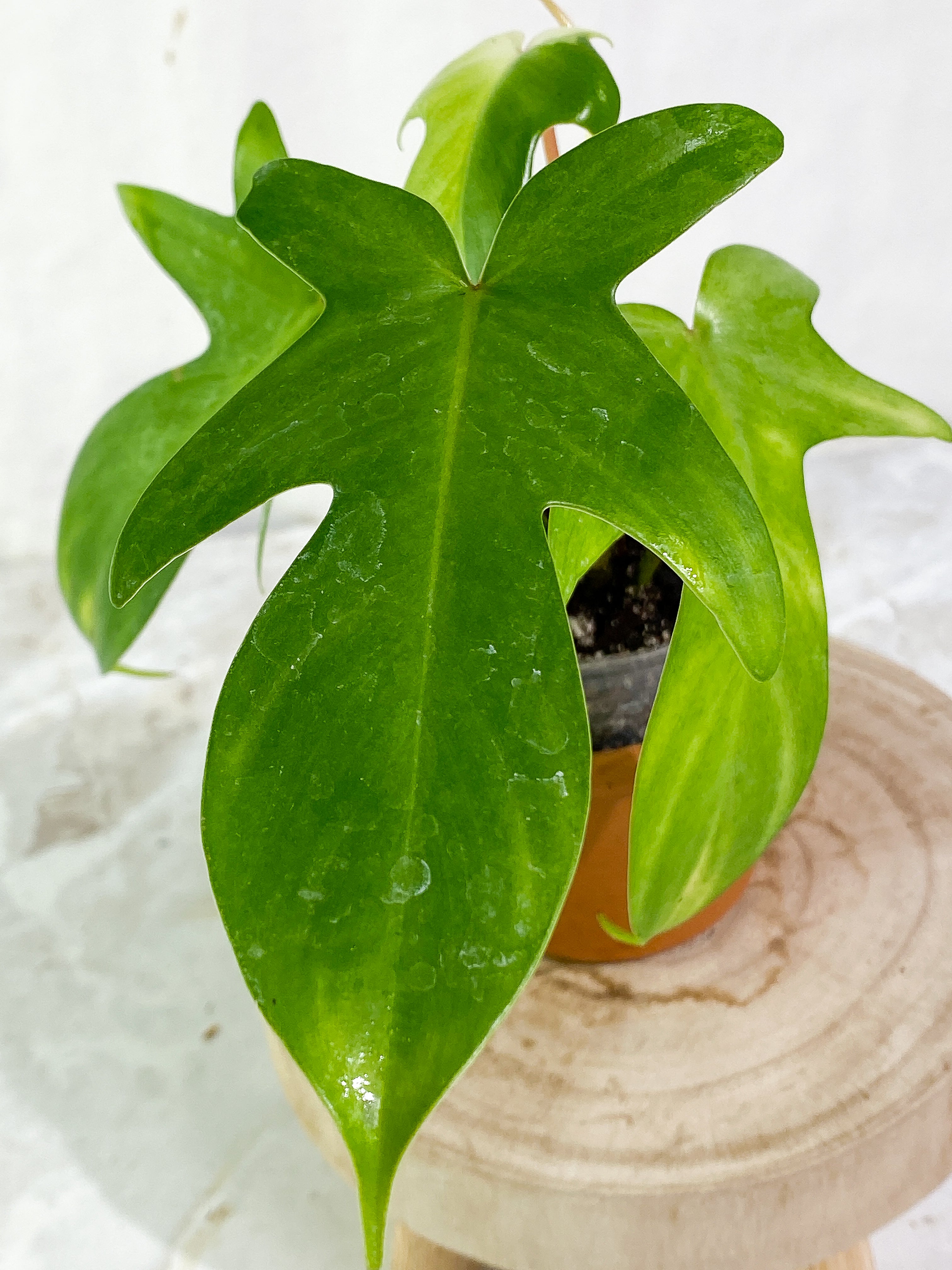 Philodendron florida ghost mint variegated 3 leaves 1 sprout rooted