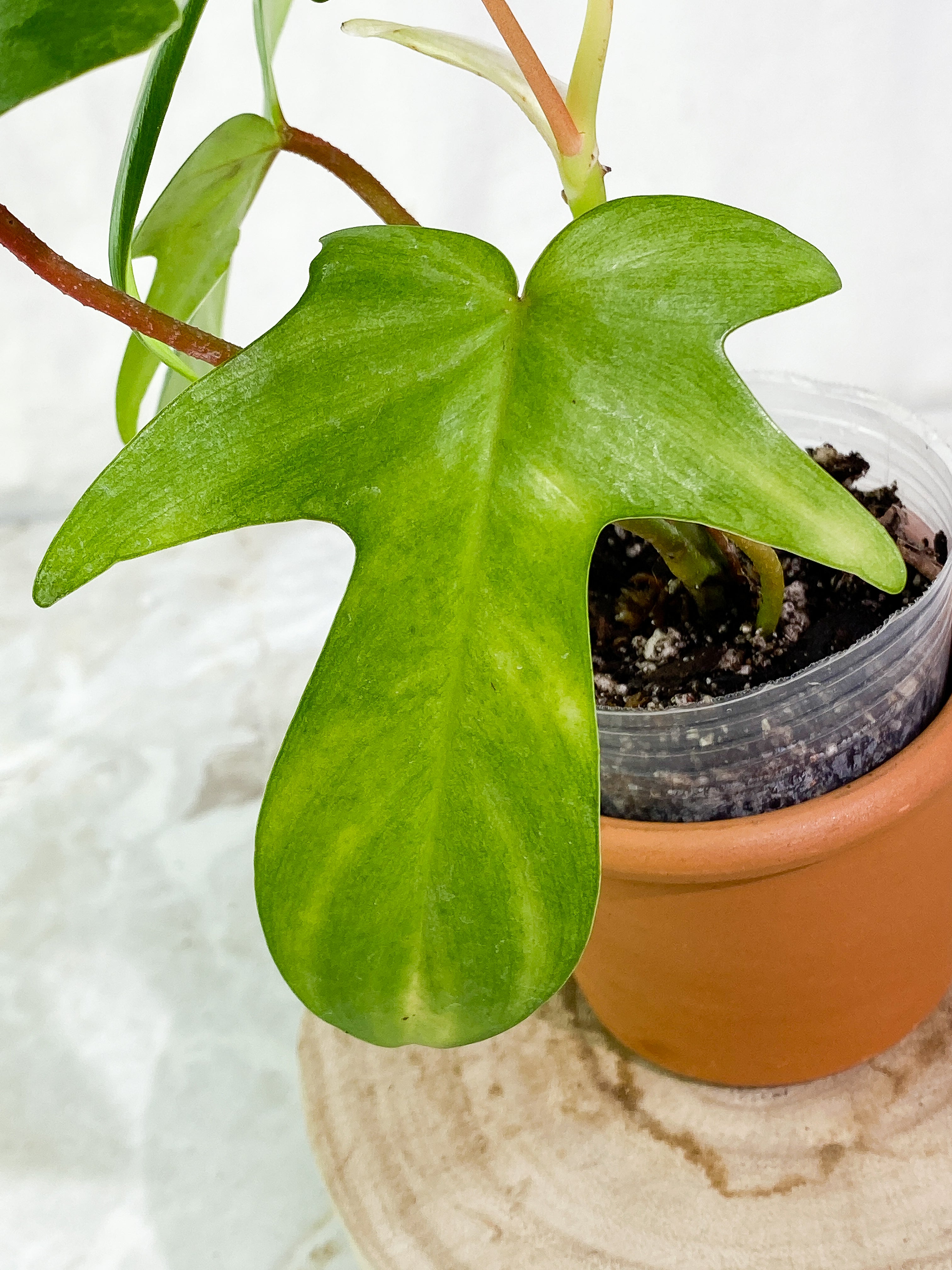 Philodendron florida ghost mint variegated 3 leaves 1 sprout rooted