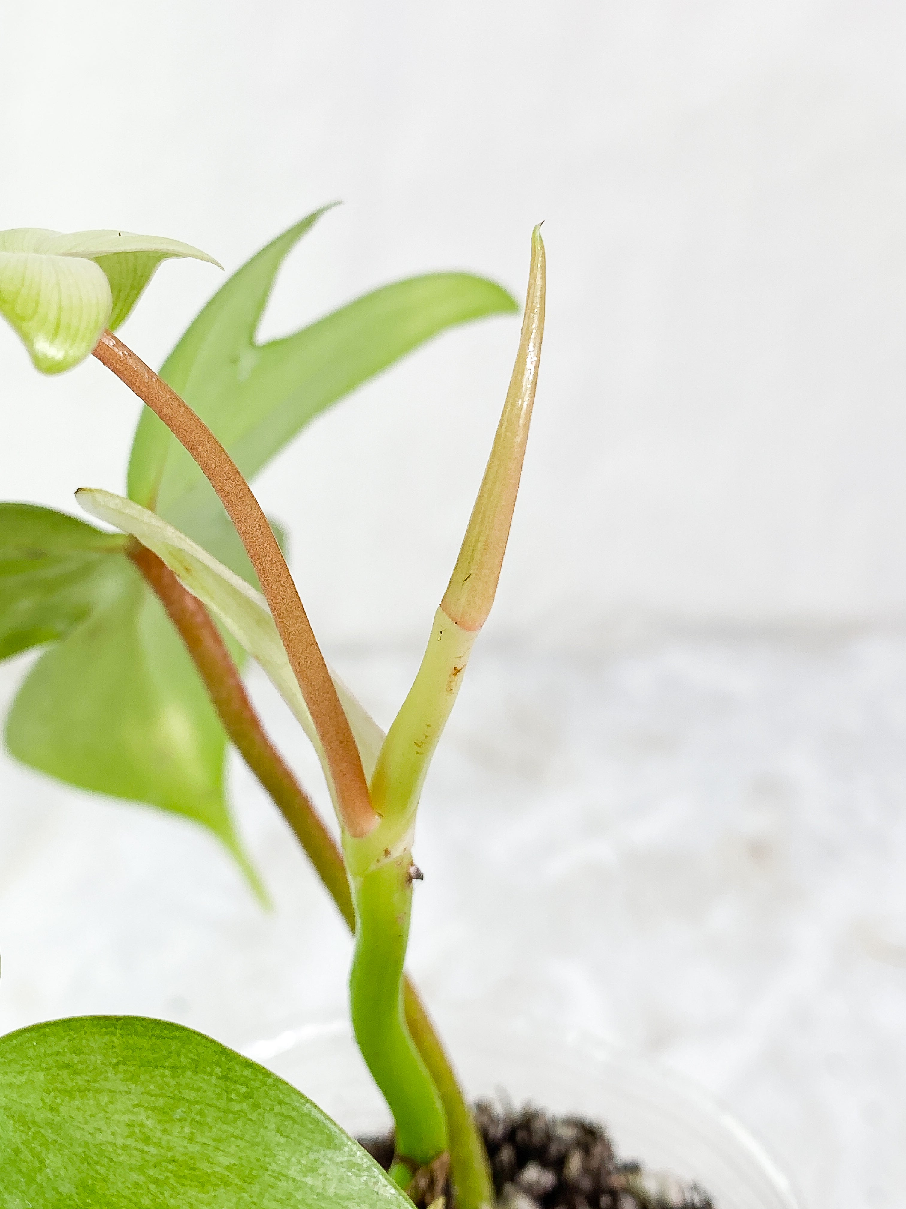 Philodendron florida ghost mint variegated 3 leaves 1 sprout rooted