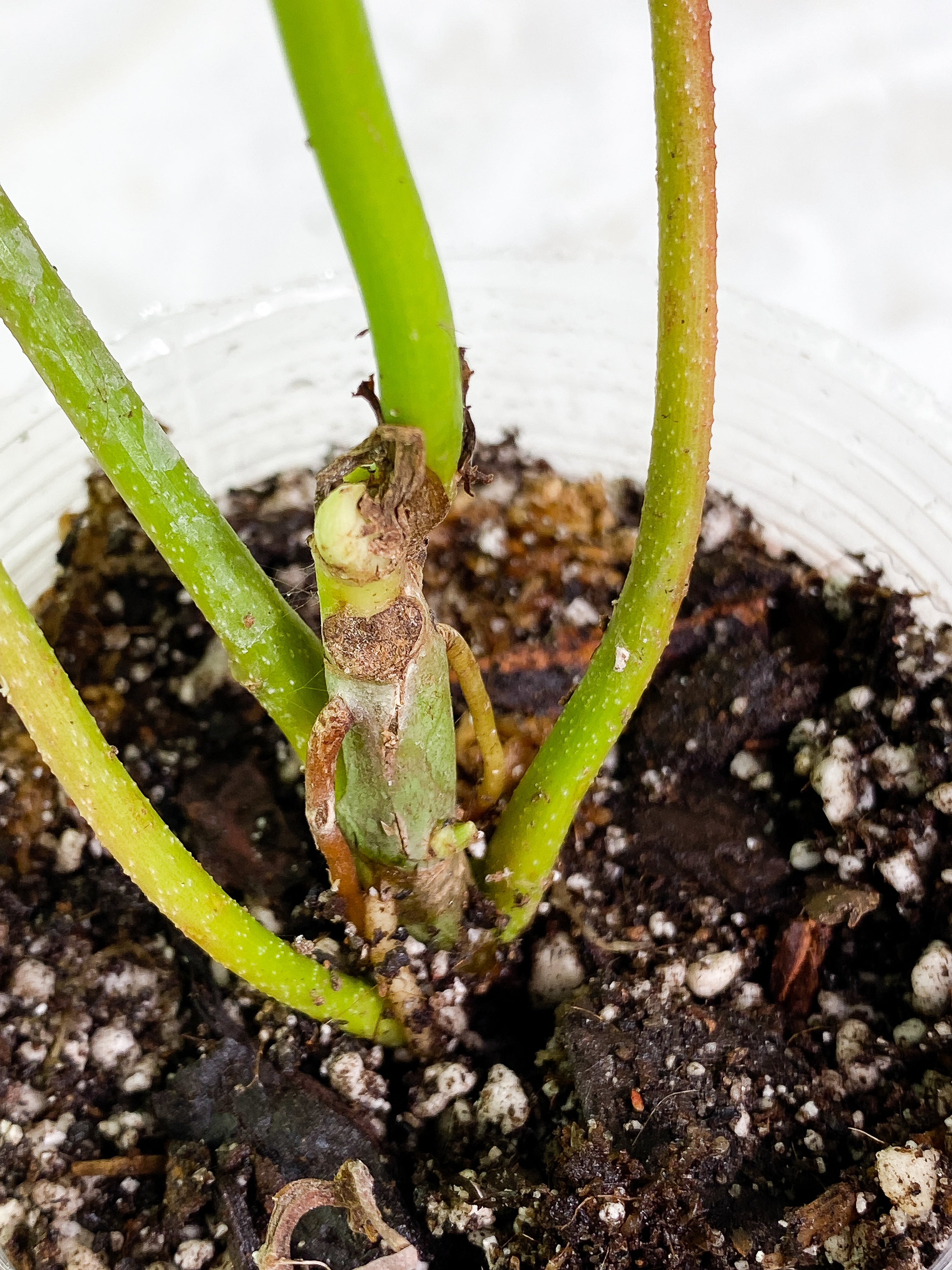 Philodendron florida ghost mint variegated 3 leaves 1 sprout rooted