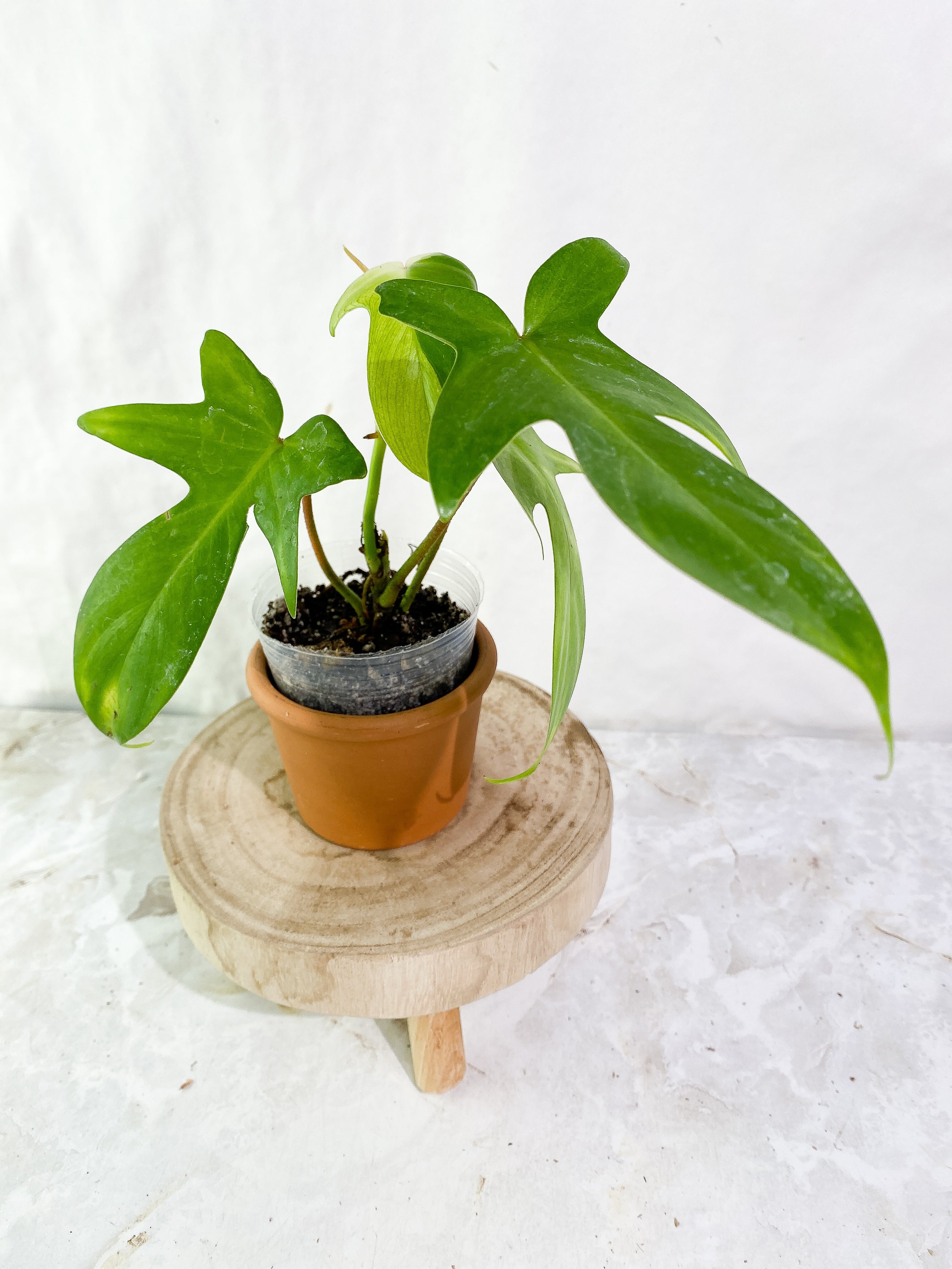Philodendron florida ghost mint variegated 3 leaves 1 sprout rooted