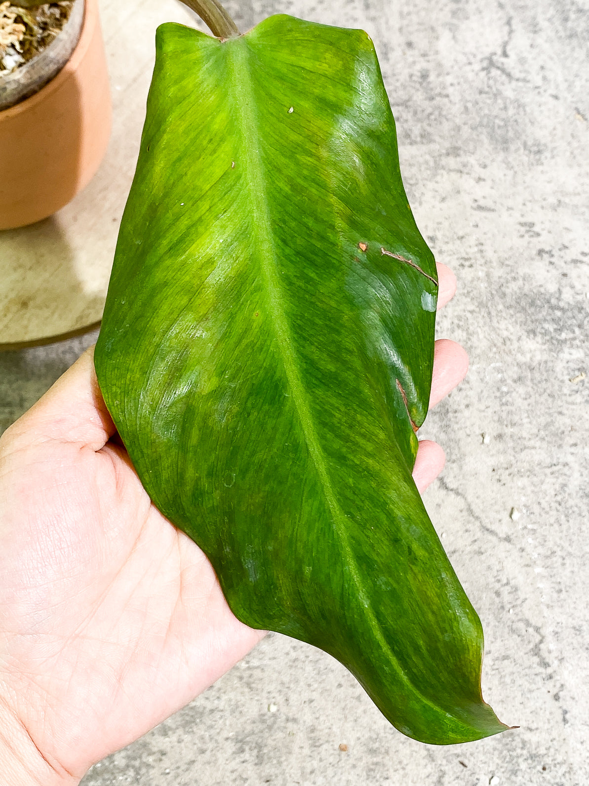 Philodendron Orange Marmalade 3 leaves 1sprout rooted top cutting