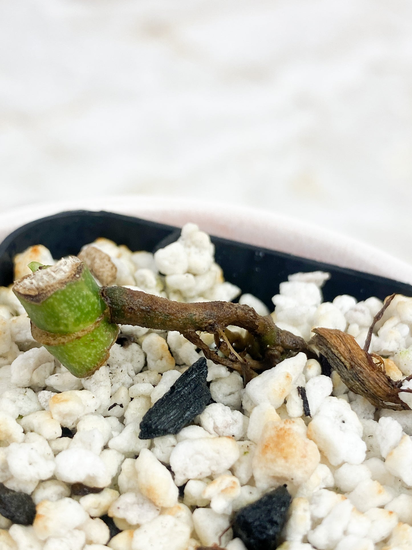 Monstera Adansonii Mint/ Aurea Rooted node 1 sprout