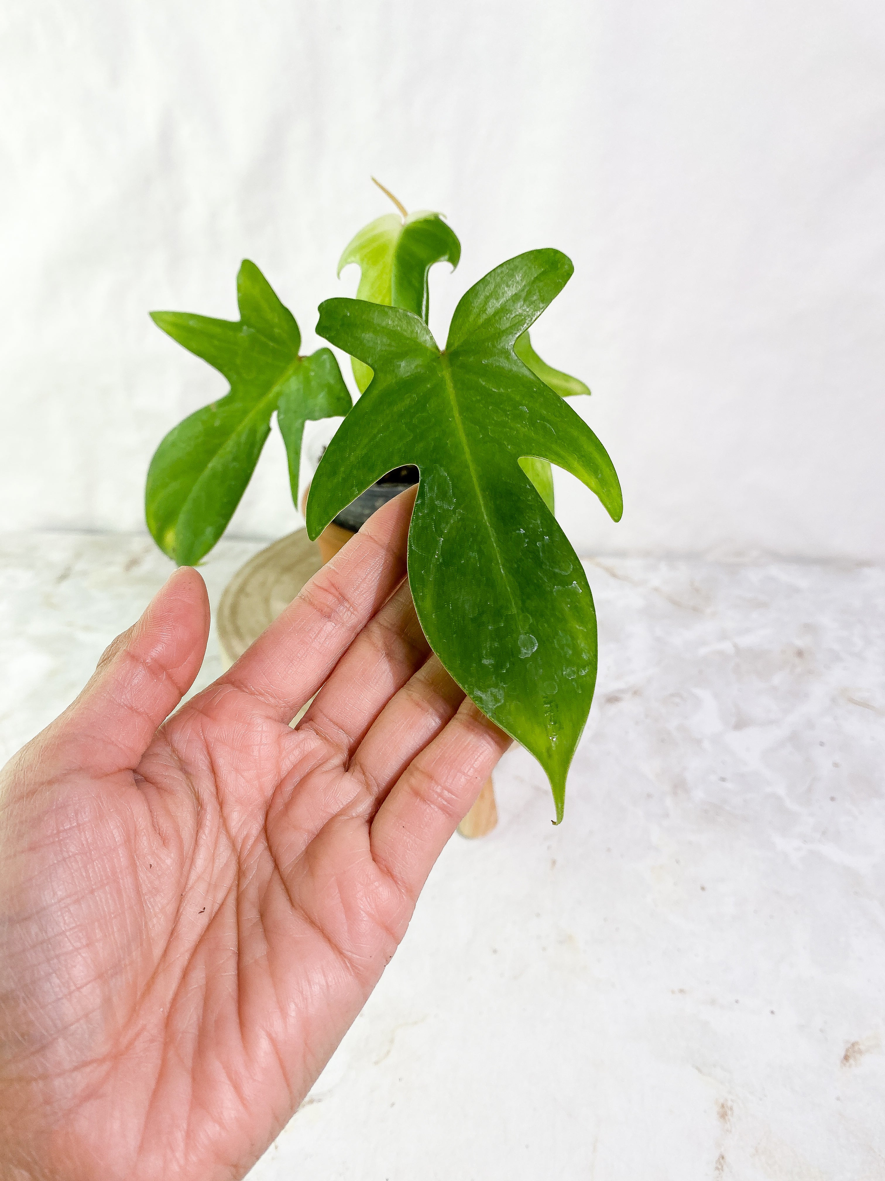 Philodendron florida ghost mint variegated 3 leaves 1 sprout rooted