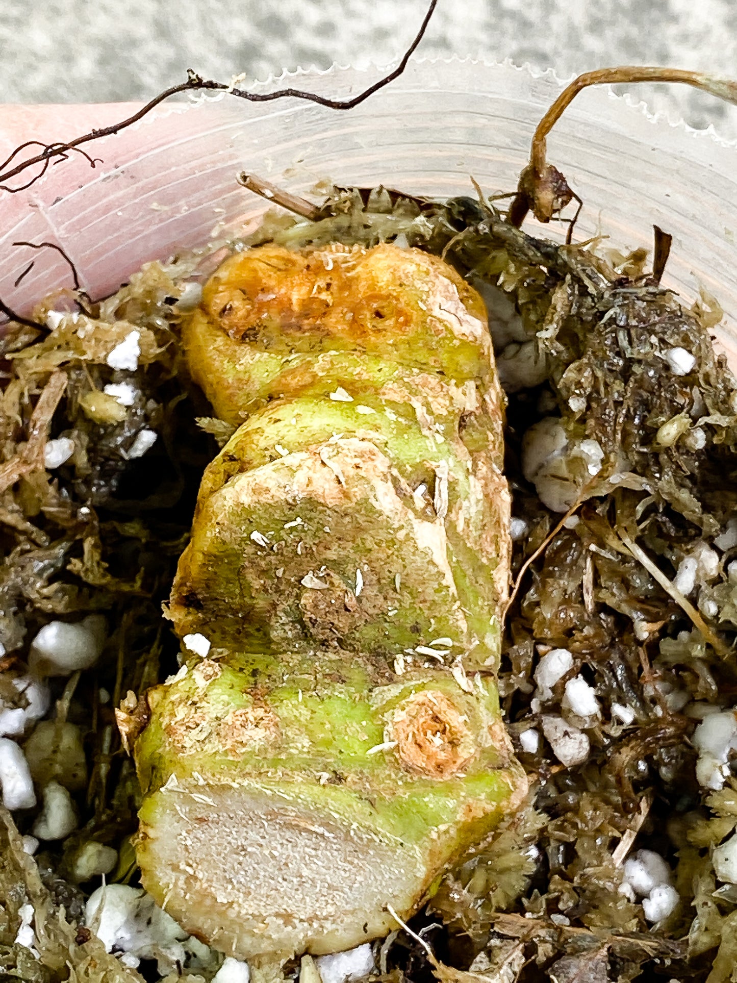 Anthurium warocqueanum 'Esmeralda' Rooted big chonk