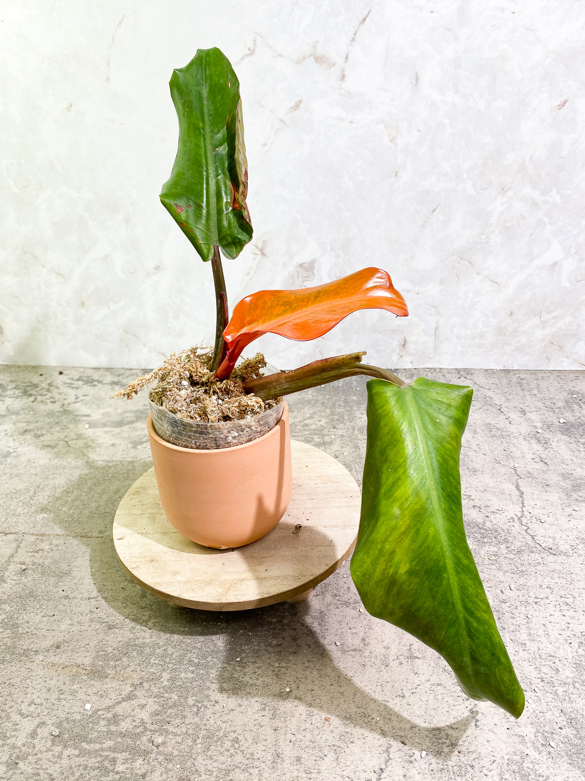 Philodendron Orange Marmalade 3 leaves 1sprout rooted top cutting