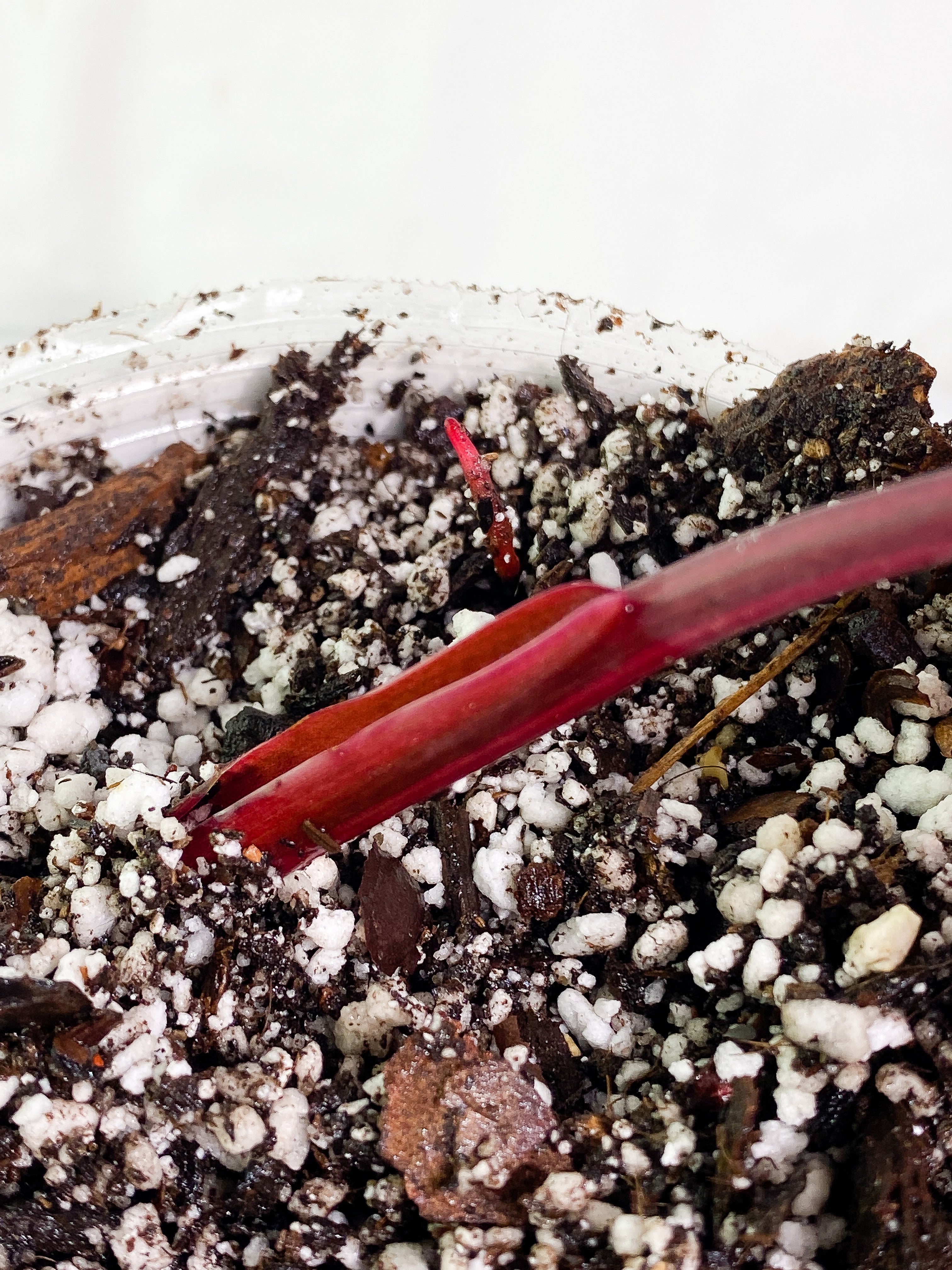 Philodendron Strawberry Shake  Rooted 1 leaf Highly Variegated