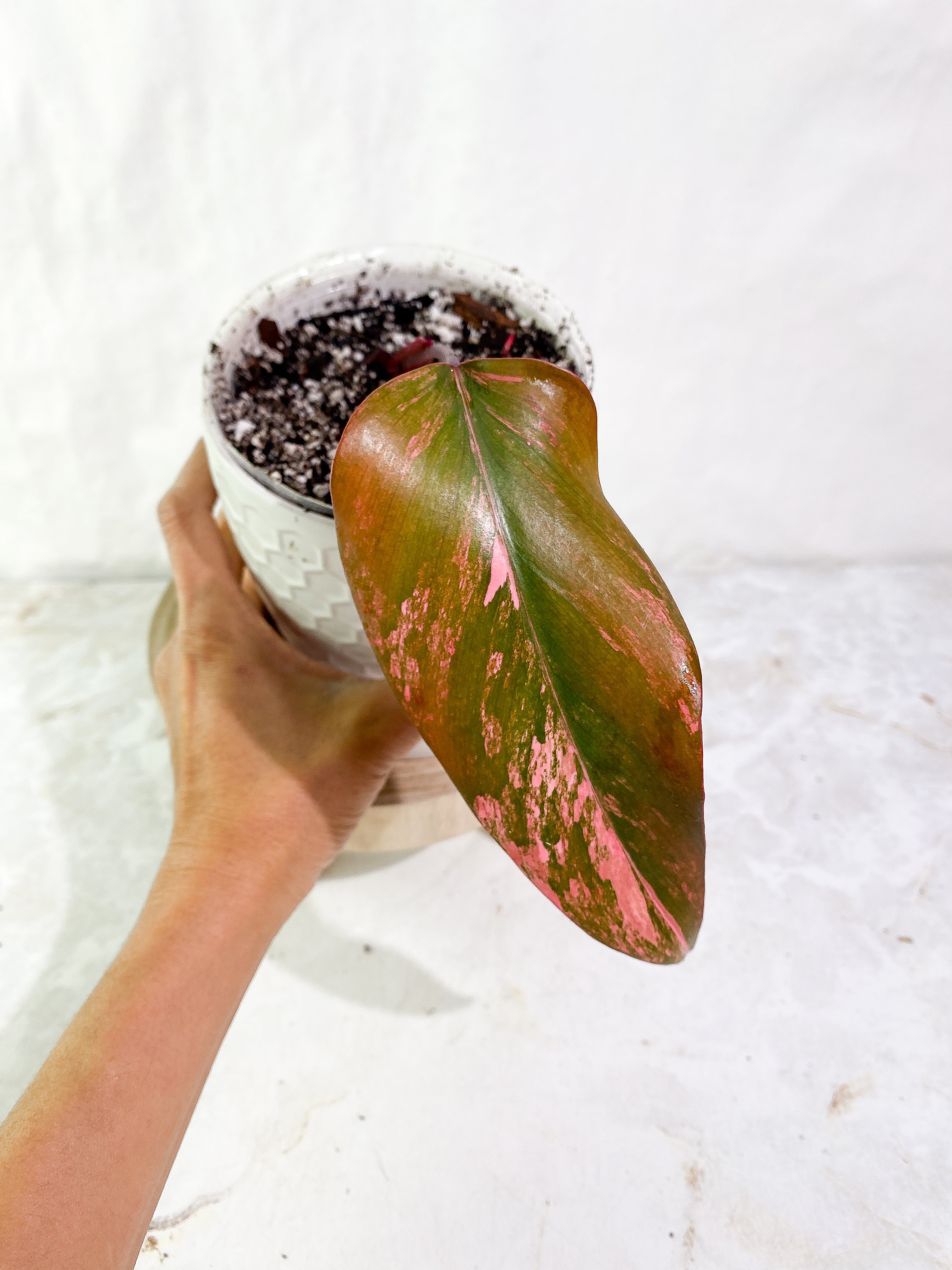 Philodendron Strawberry Shake  Rooted 1 leaf Highly Variegated