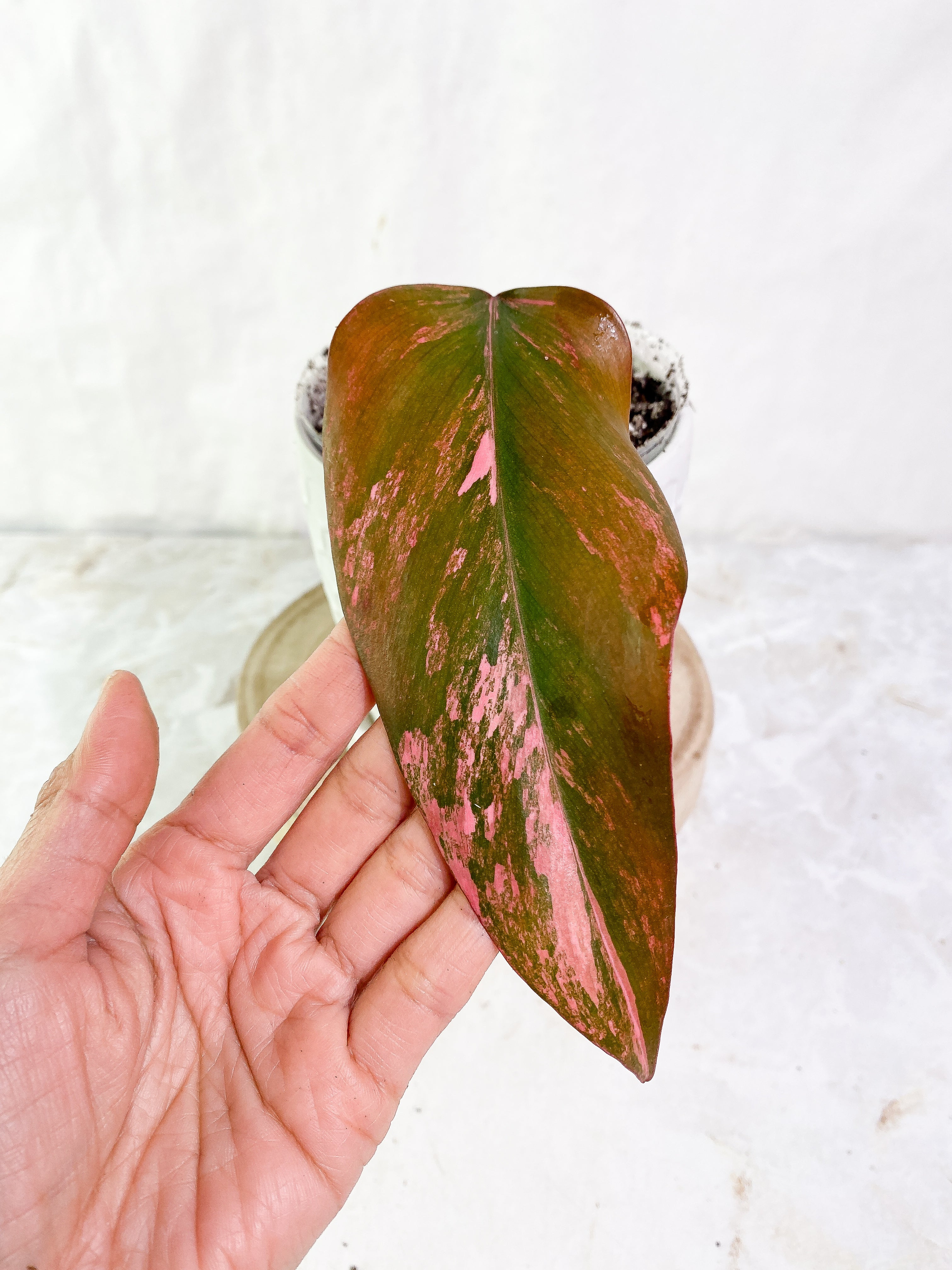 Philodendron Strawberry Shake  Rooted 1 leaf Highly Variegated