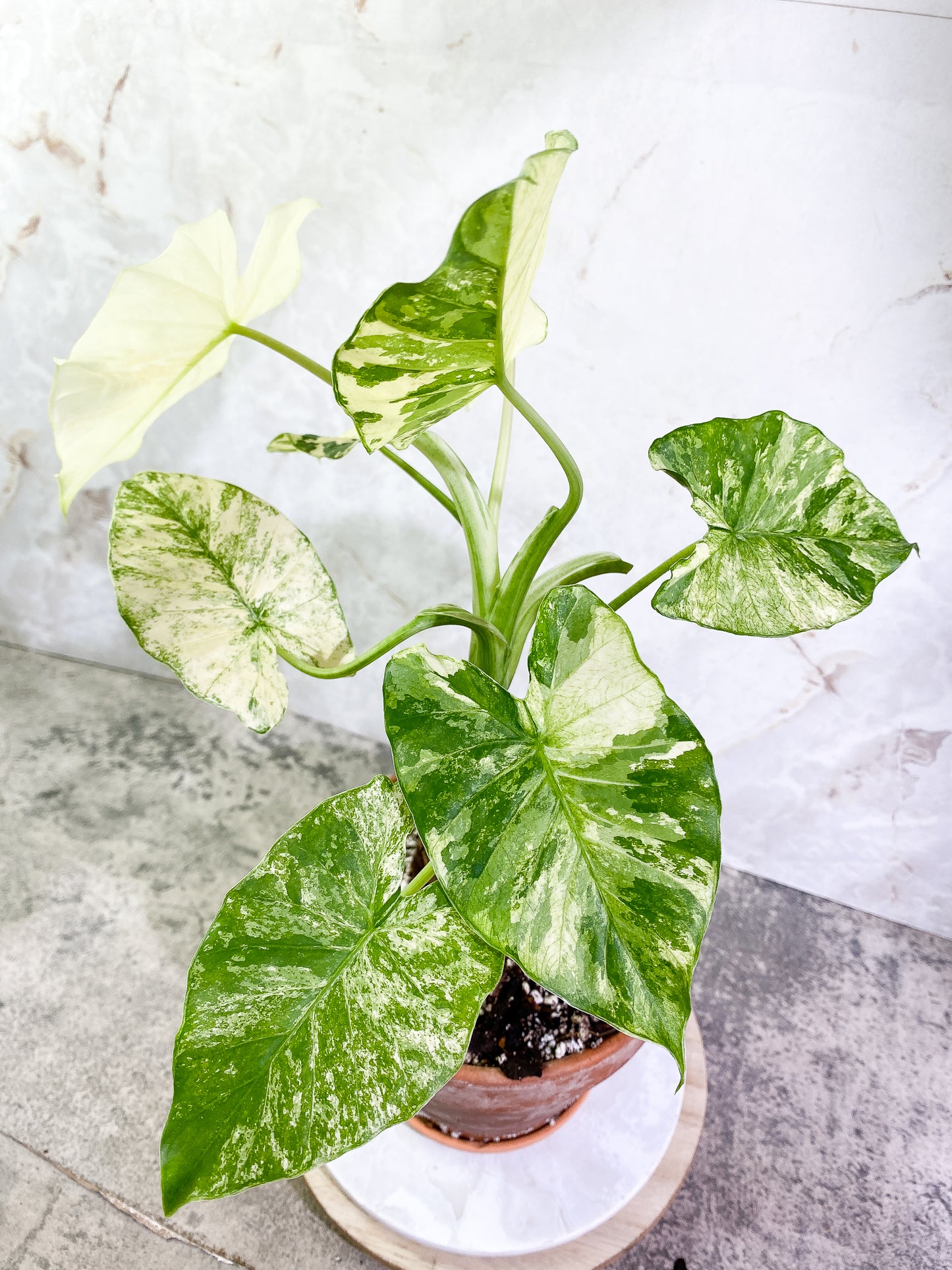Alocasia Odora Variegated 1 leaf Slightly Rooted
