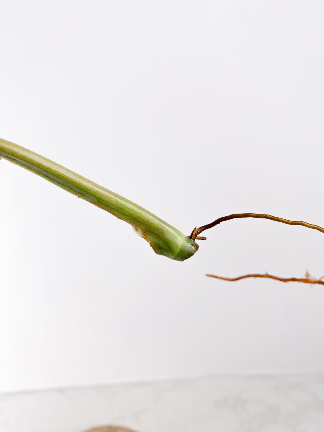 Philodendron  Whipple Way 1 leaf Rooting